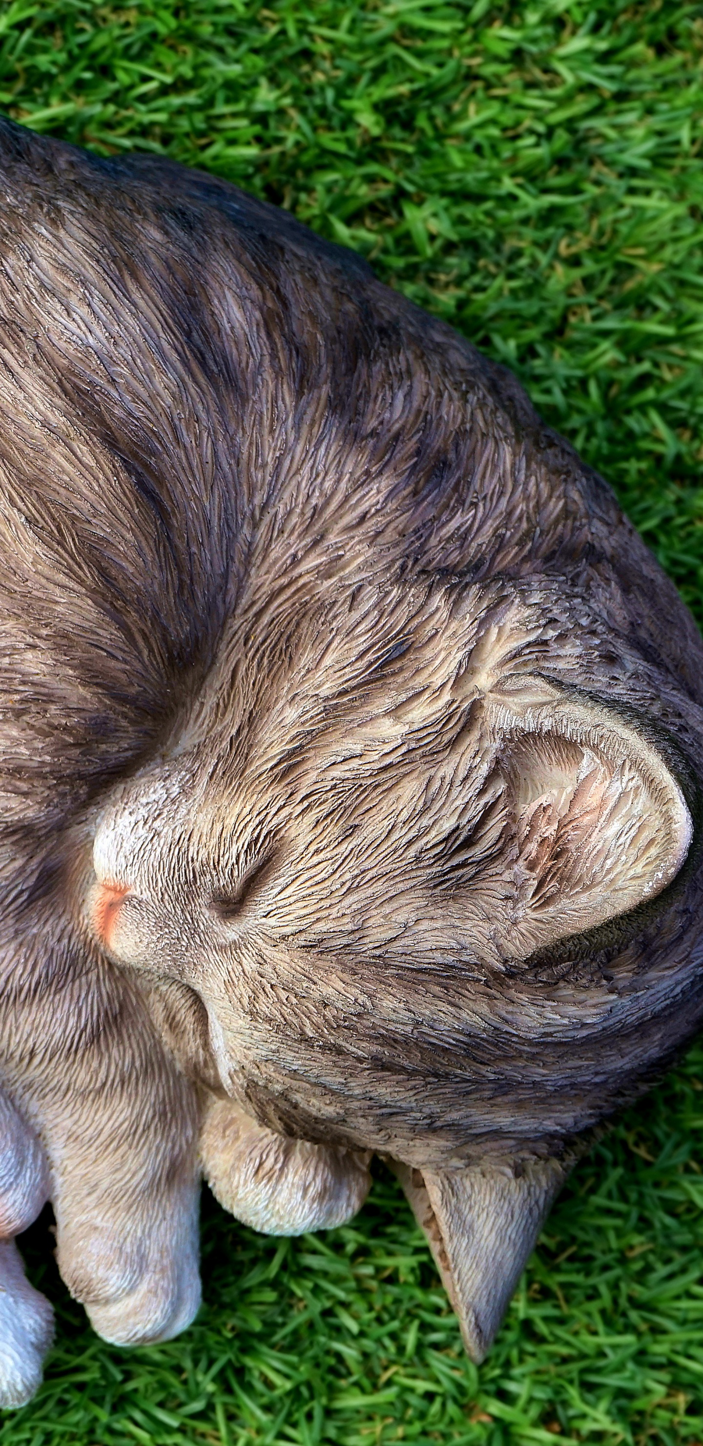 Обои полосатый кот, котенок, привлекательность, кот, кошачьих в разрешении 1440x2960