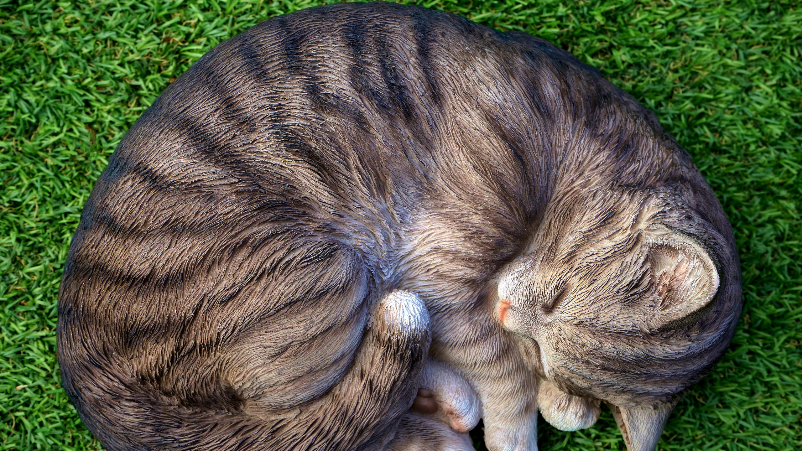 Обои полосатый кот, котенок, привлекательность, кот, кошачьих в разрешении 2560x1440