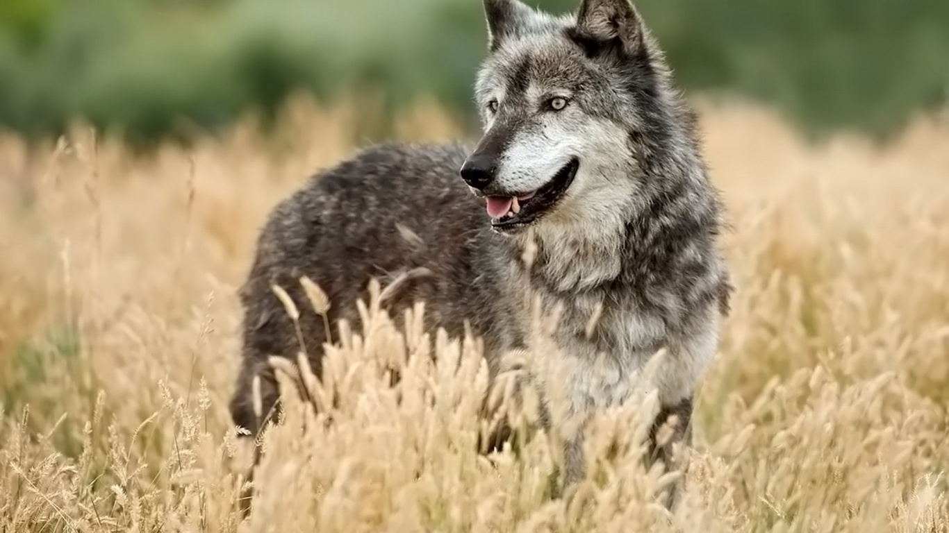 Обои взгляд, охота, живая природа в разрешении 1366x768