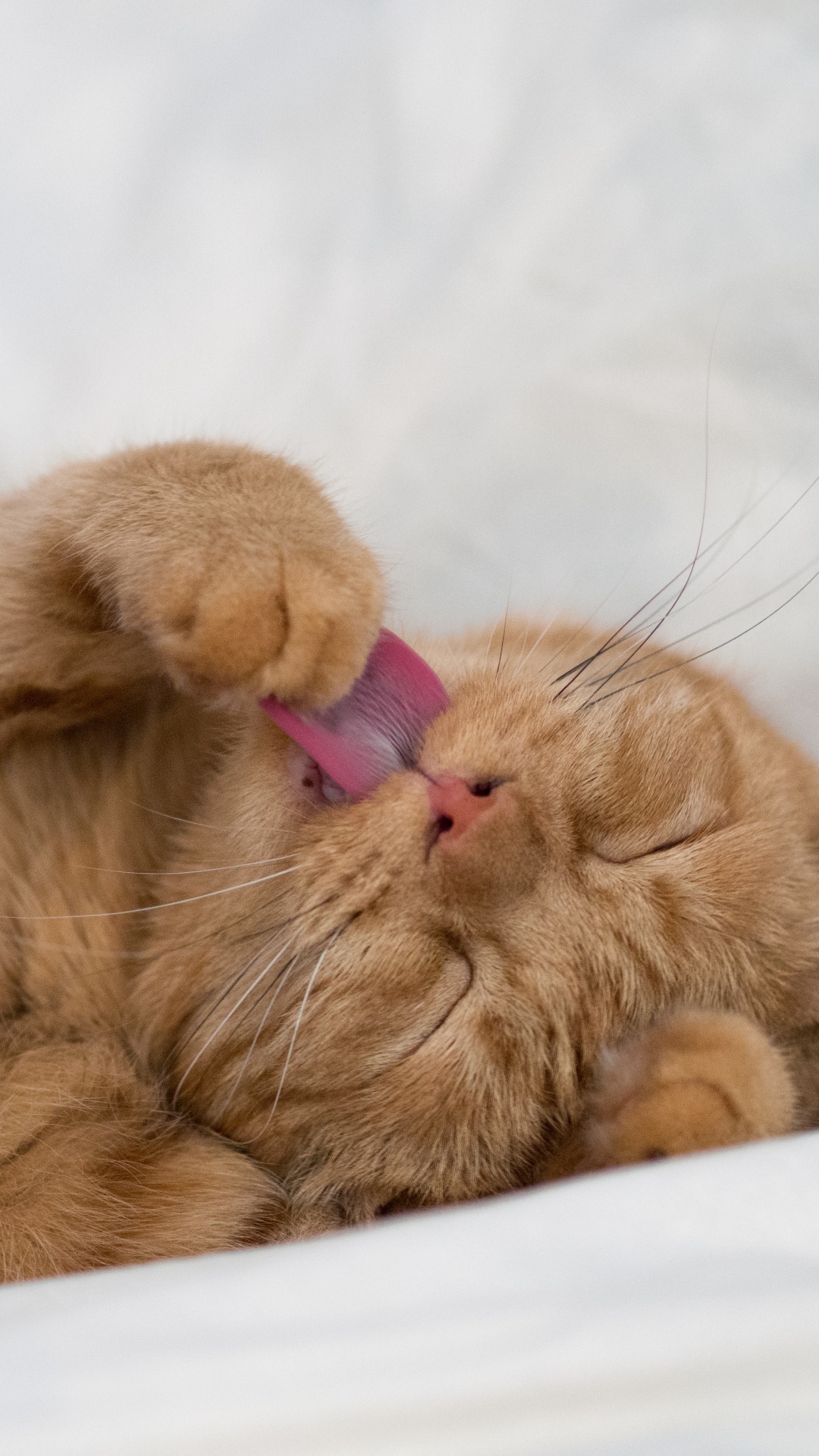 Обои кот, котенок, кошачьих, бакенбарды, нос в разрешении 1080x1920