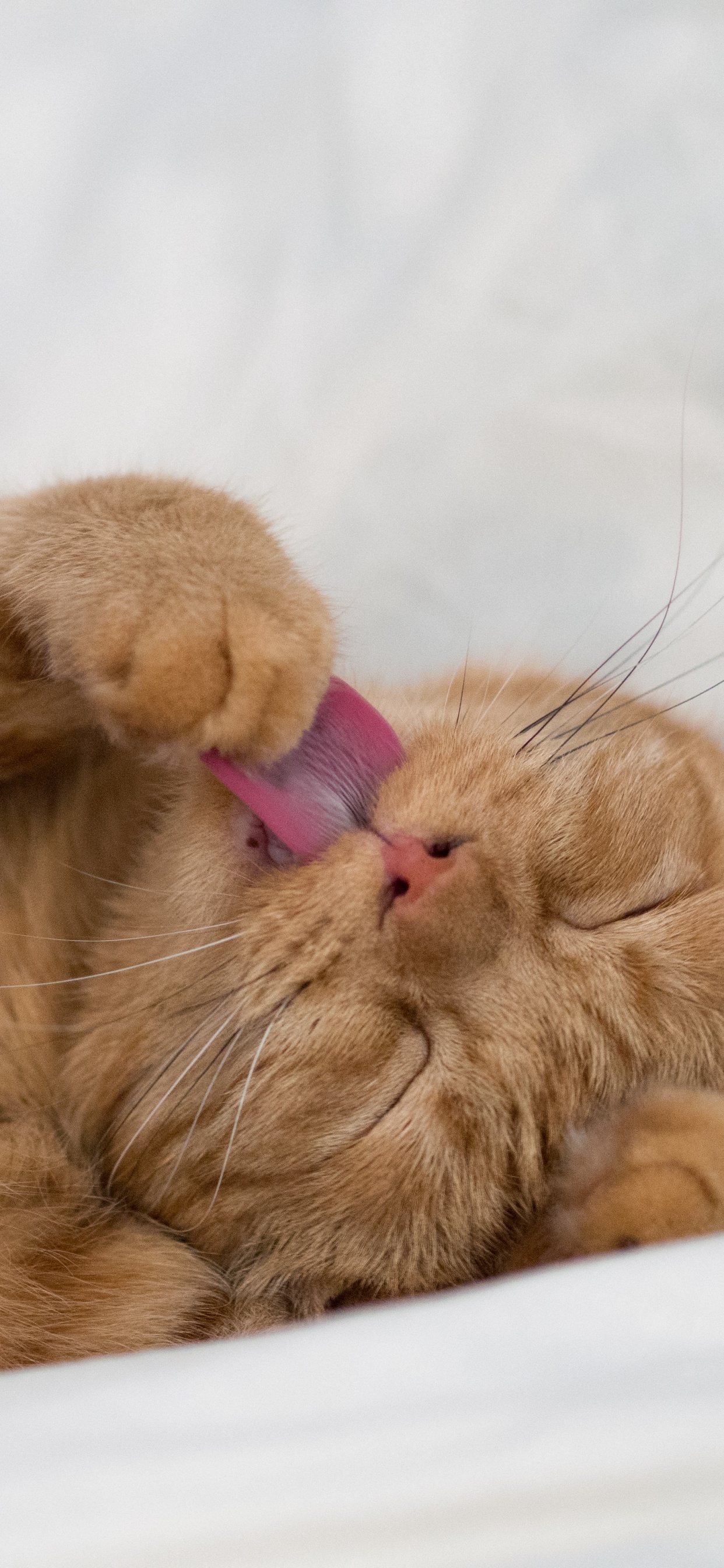 Обои кот, котенок, кошачьих, бакенбарды, нос в разрешении 1242x2688