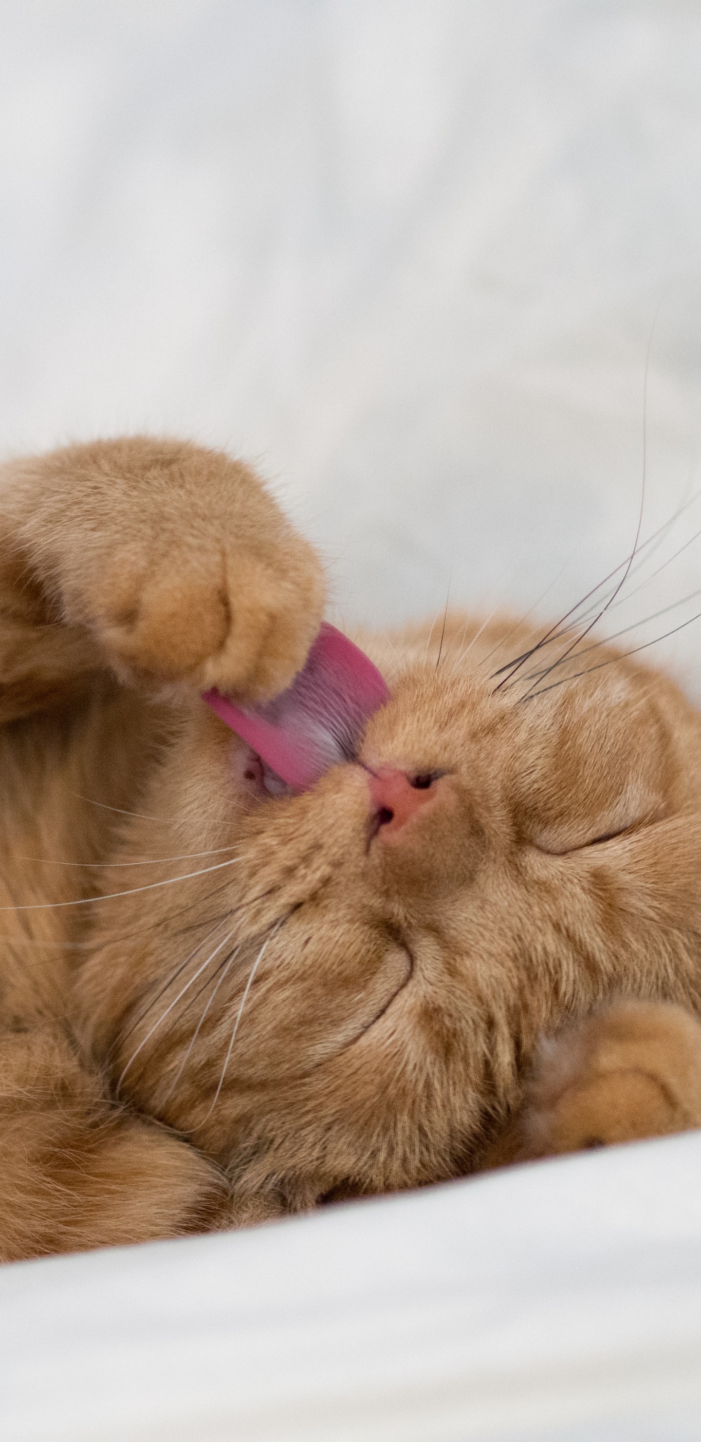 Обои кот, котенок, кошачьих, бакенбарды, нос в разрешении 1440x2960