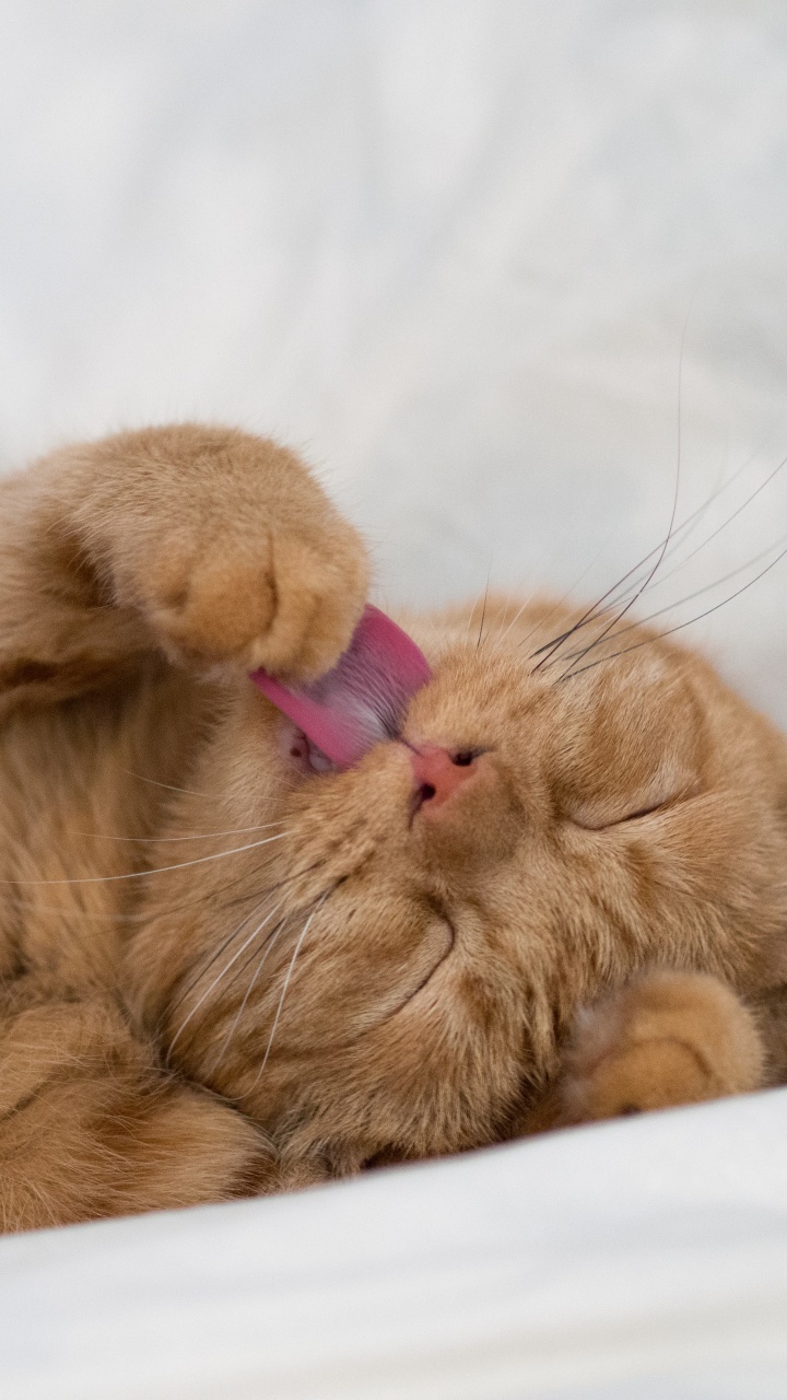 Обои кот, котенок, кошачьих, бакенбарды, нос в разрешении 720x1280