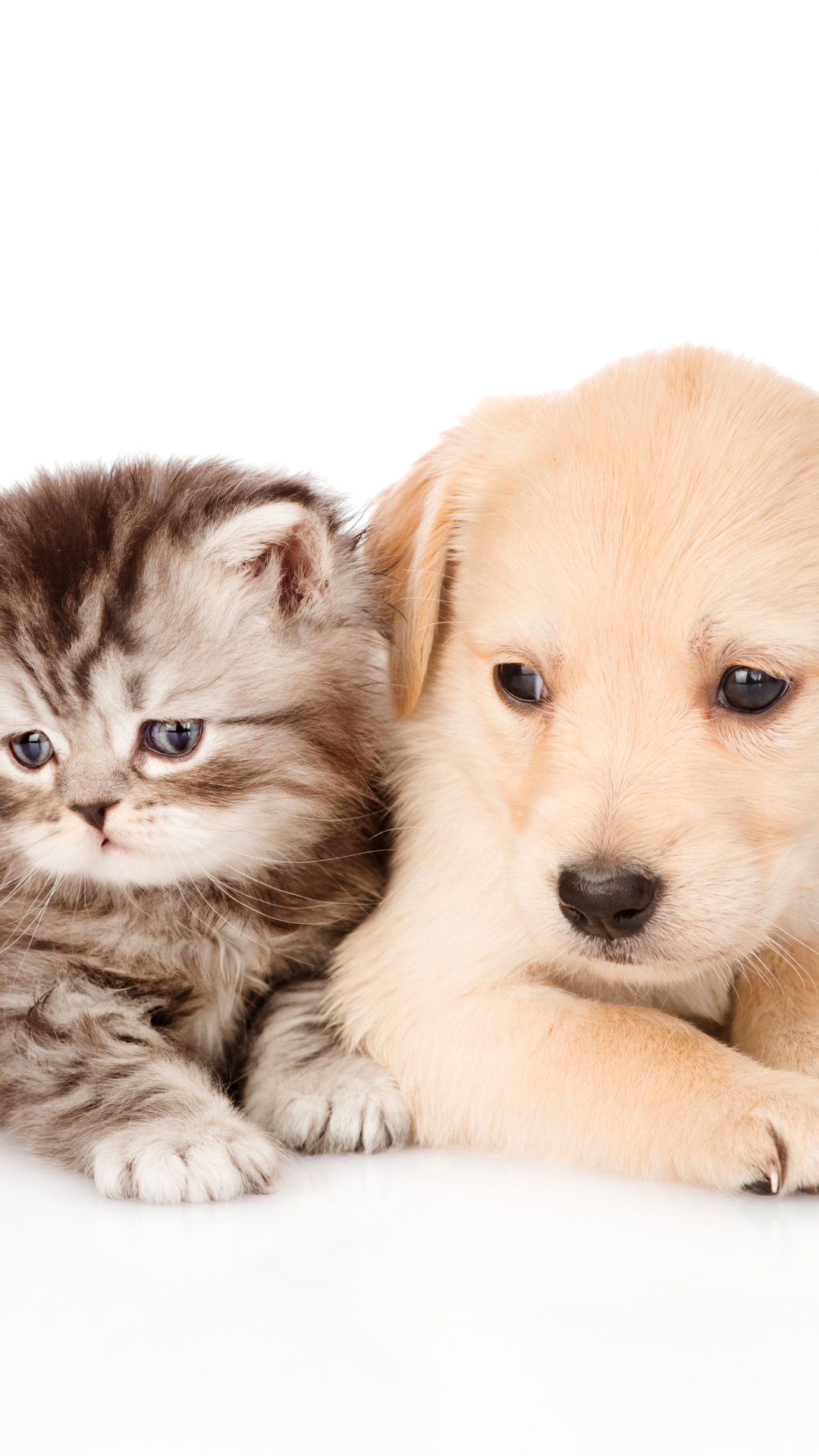 Обои щенок, котенок, золотистый ретривер, собака породы, кот в разрешении 1080x1920