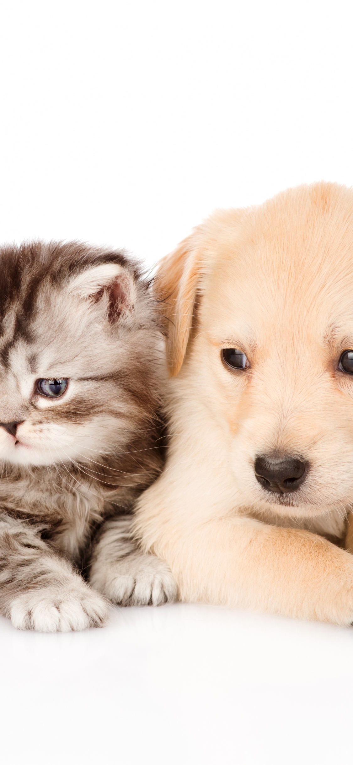 Обои щенок, котенок, золотистый ретривер, собака породы, кот в разрешении 1125x2436