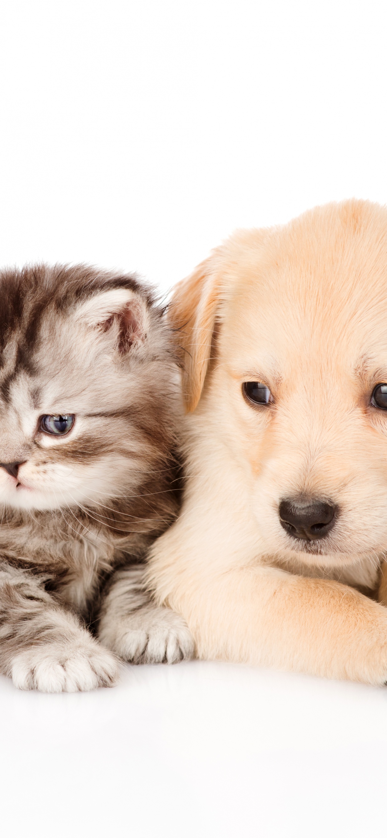 Обои щенок, котенок, золотистый ретривер, собака породы, кот в разрешении 1242x2688