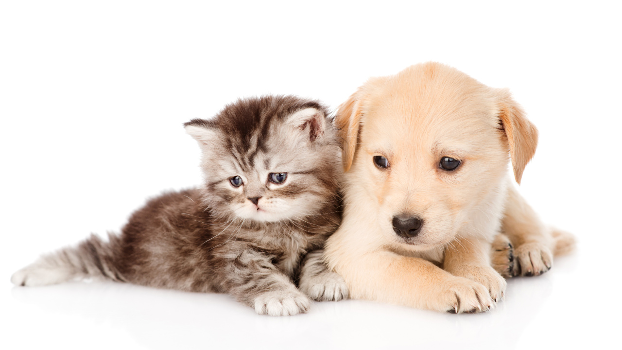 Обои щенок, котенок, золотистый ретривер, собака породы, кот в разрешении 1280x720