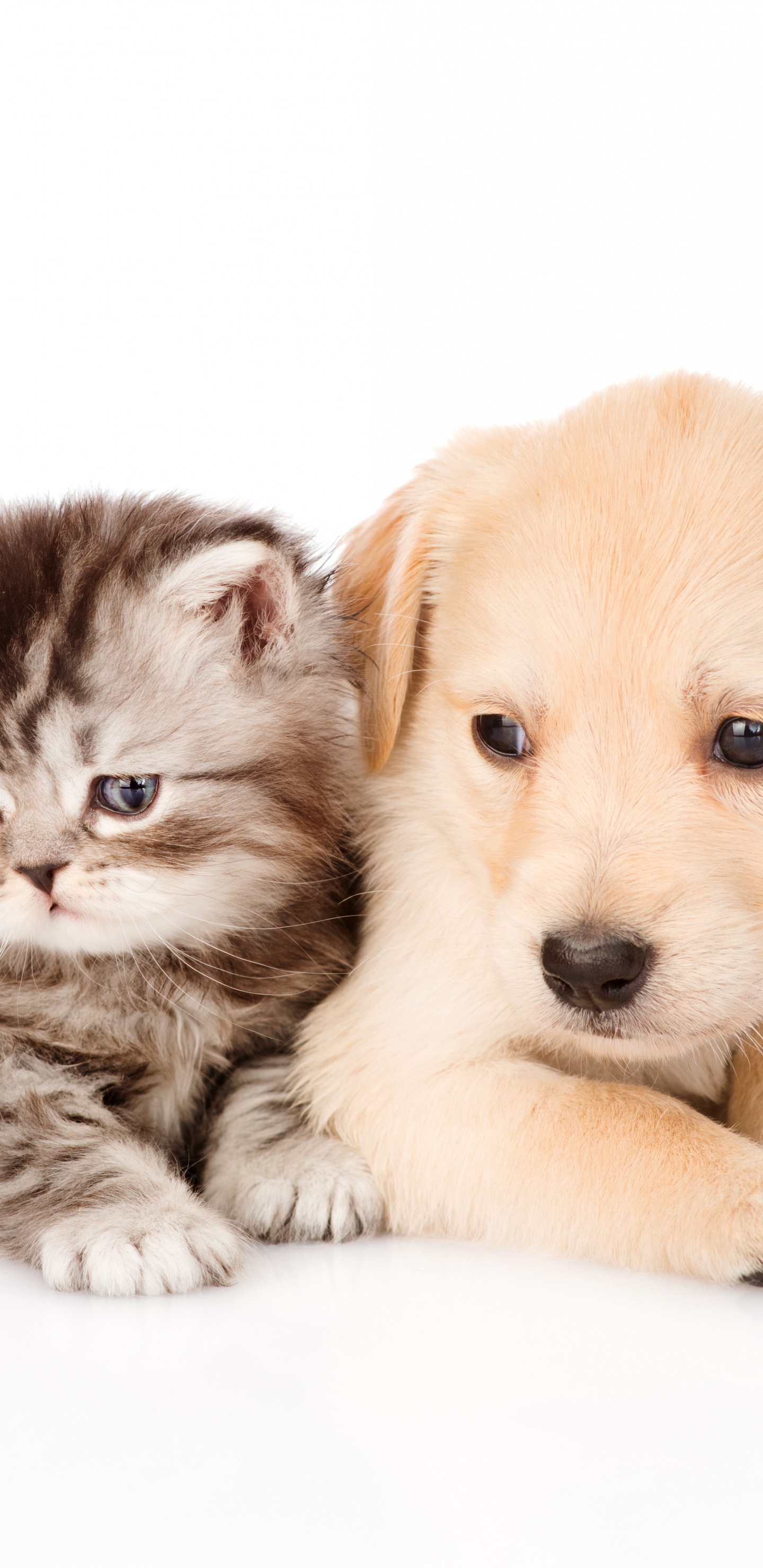 Обои щенок, котенок, золотистый ретривер, собака породы, кот в разрешении 1440x2960