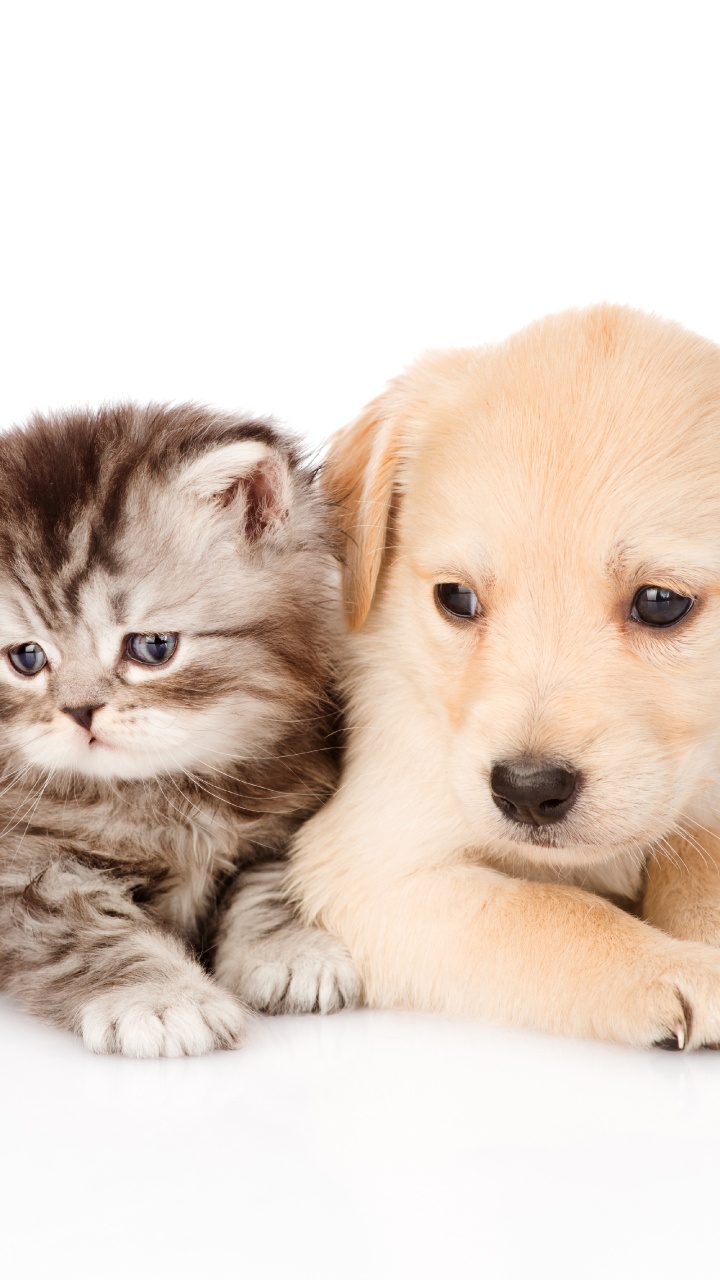 Обои щенок, котенок, золотистый ретривер, собака породы, кот в разрешении 720x1280