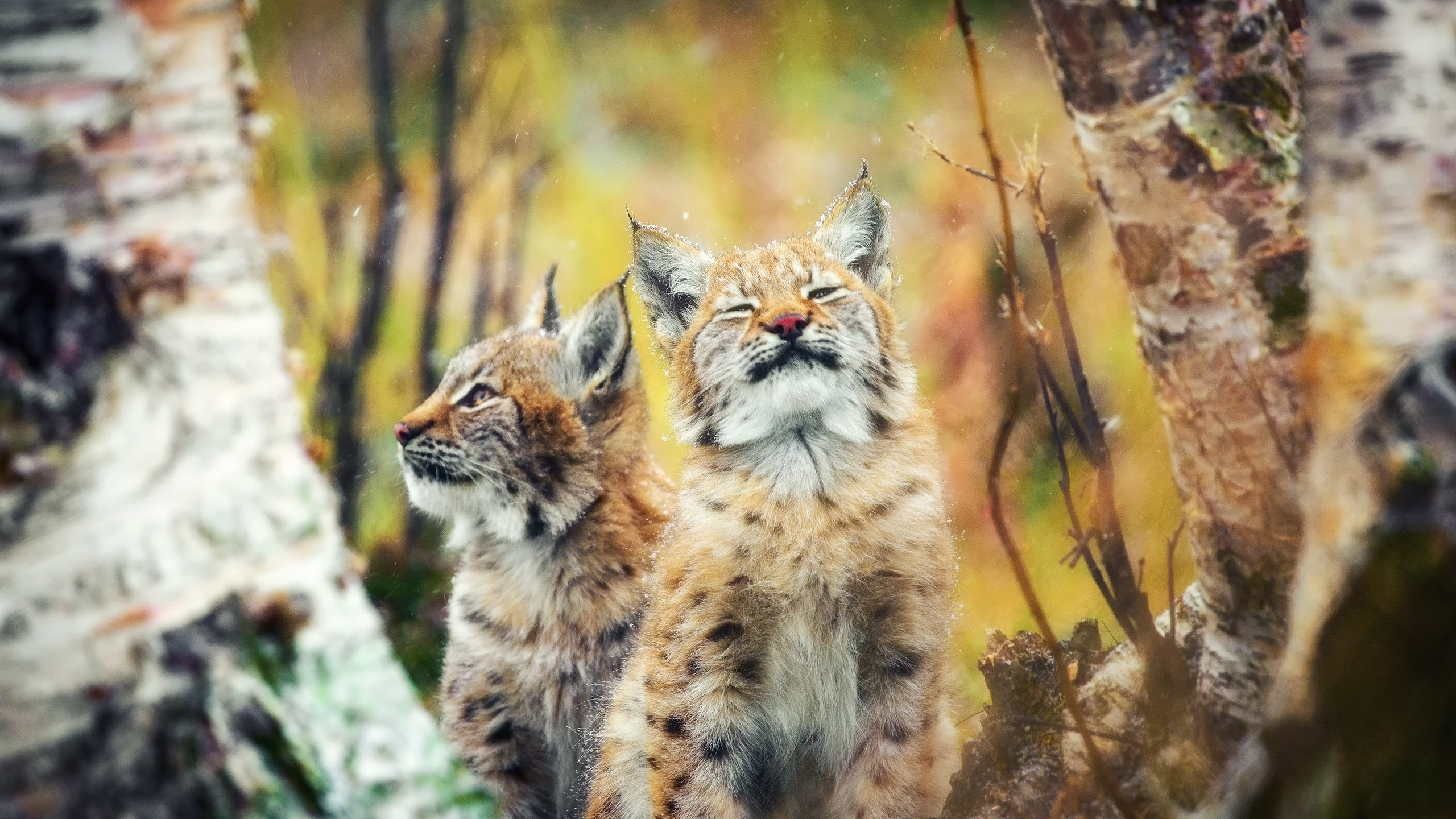 Обои Дикая кошка, Евразийская рысь, кошачьих, кот, бакенбарды в разрешении 2560x1440
