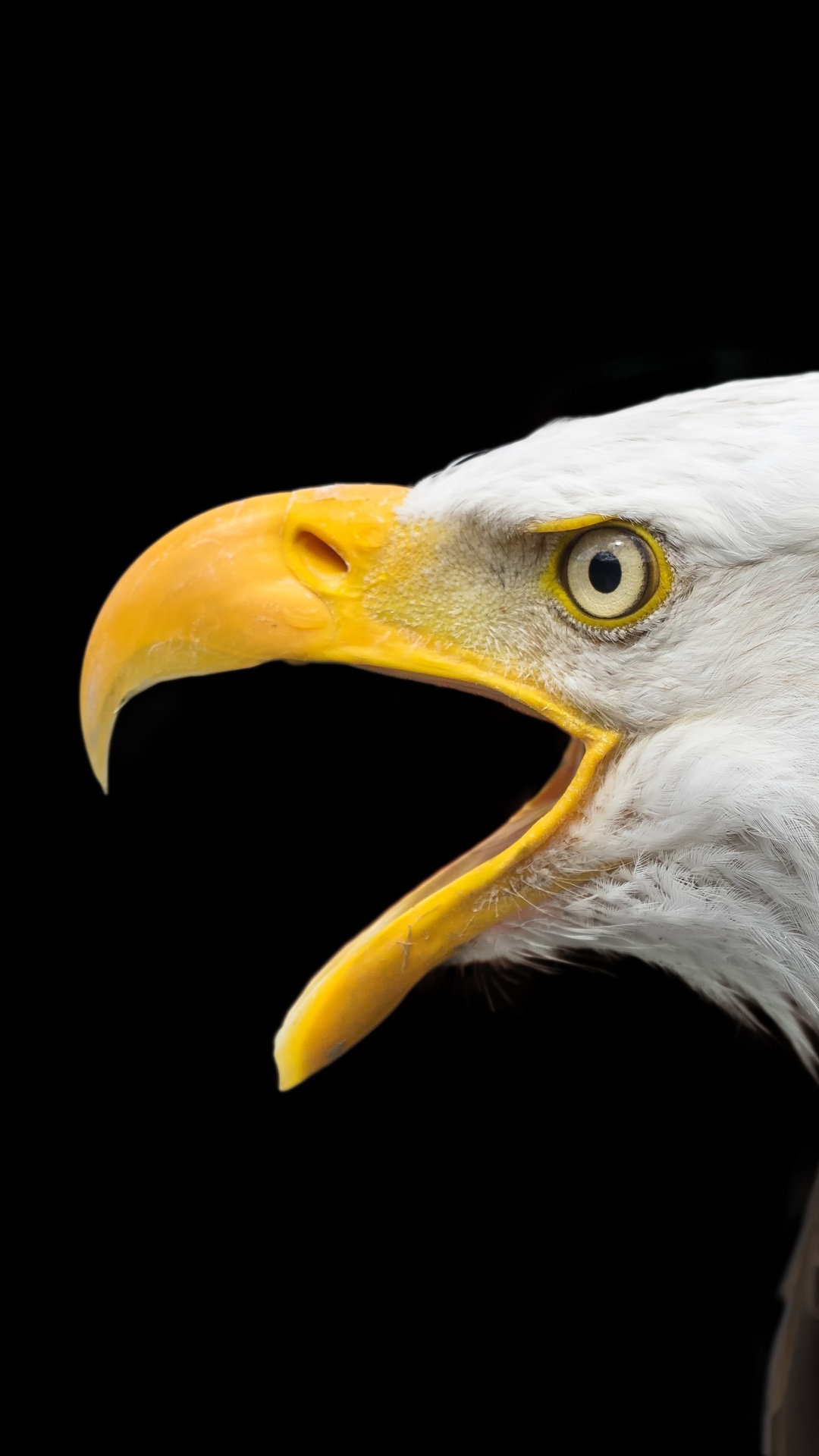 Обои белоголовый Орлан, золотой Орел, хищная птица, Орел, Сокол в разрешении 1080x1920