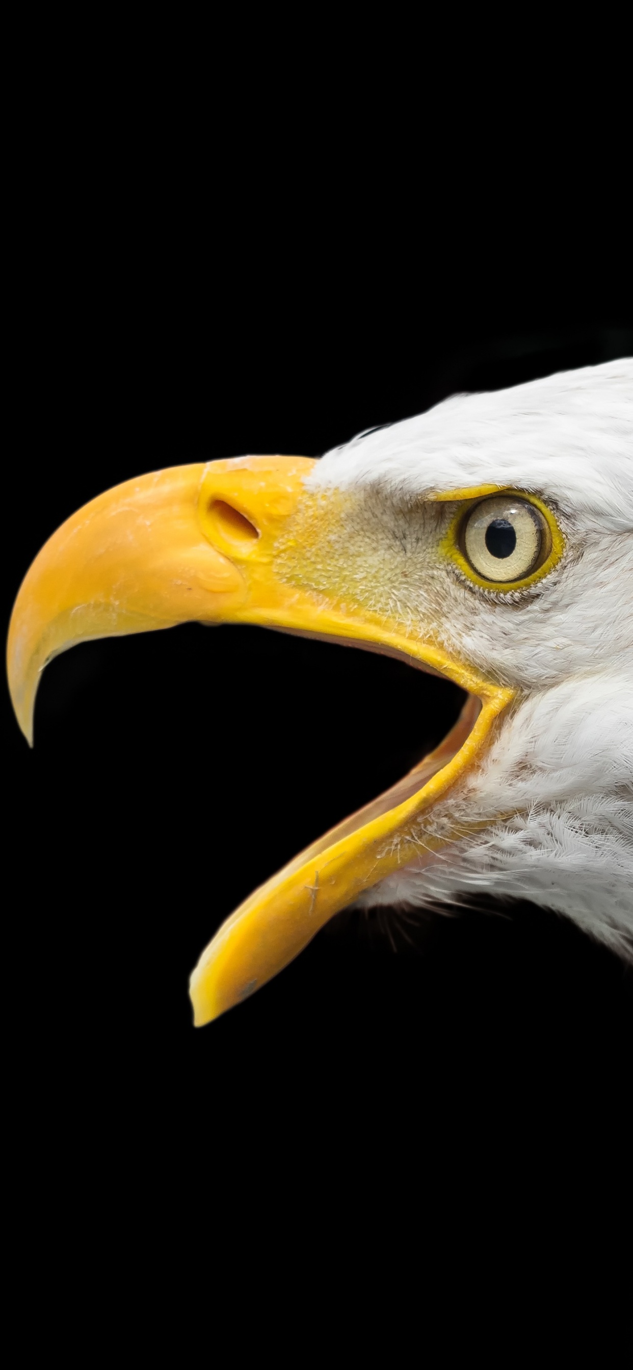 Обои белоголовый Орлан, золотой Орел, хищная птица, Орел, Сокол в разрешении 1242x2688