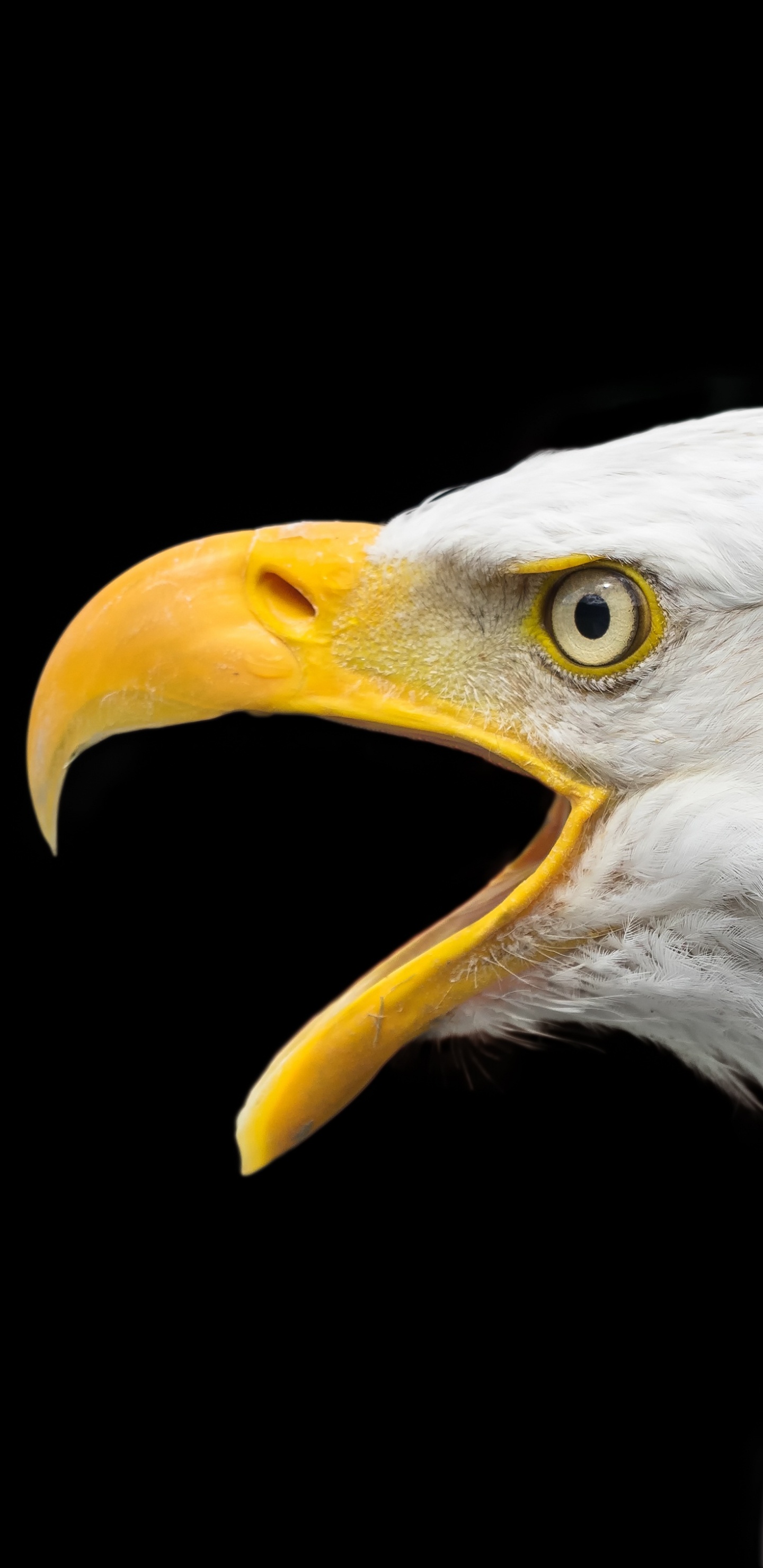 Обои белоголовый Орлан, золотой Орел, хищная птица, Орел, Сокол в разрешении 1440x2960