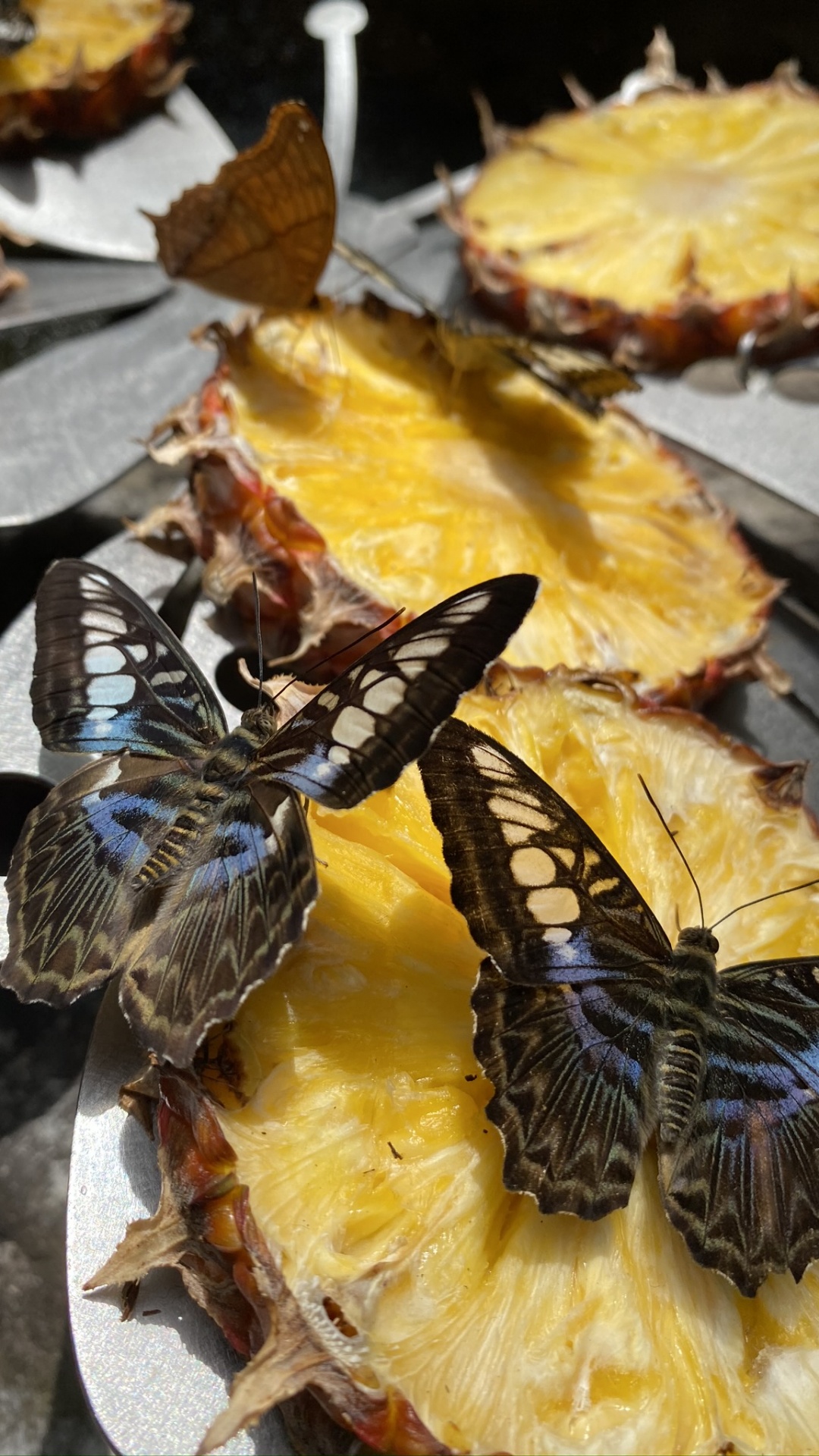 Обои ген замедленного движения, биология, наука, беспозвоночных, членистоногое в разрешении 1080x1920