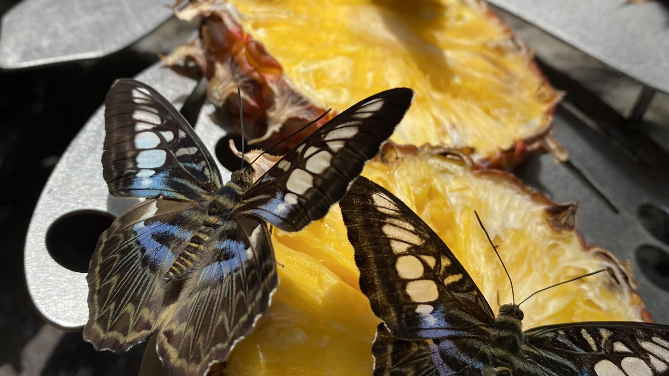 Обои ген замедленного движения, биология, наука, беспозвоночных, членистоногое в разрешении 1366x768