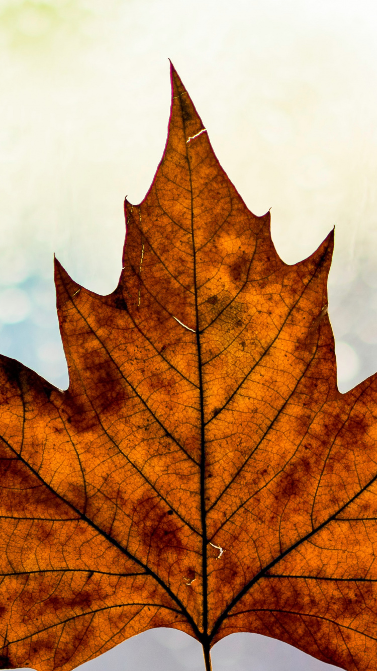 Обои осень, коричневый цвет, лист, прут, Оранжевый цвет в разрешении 750x1334