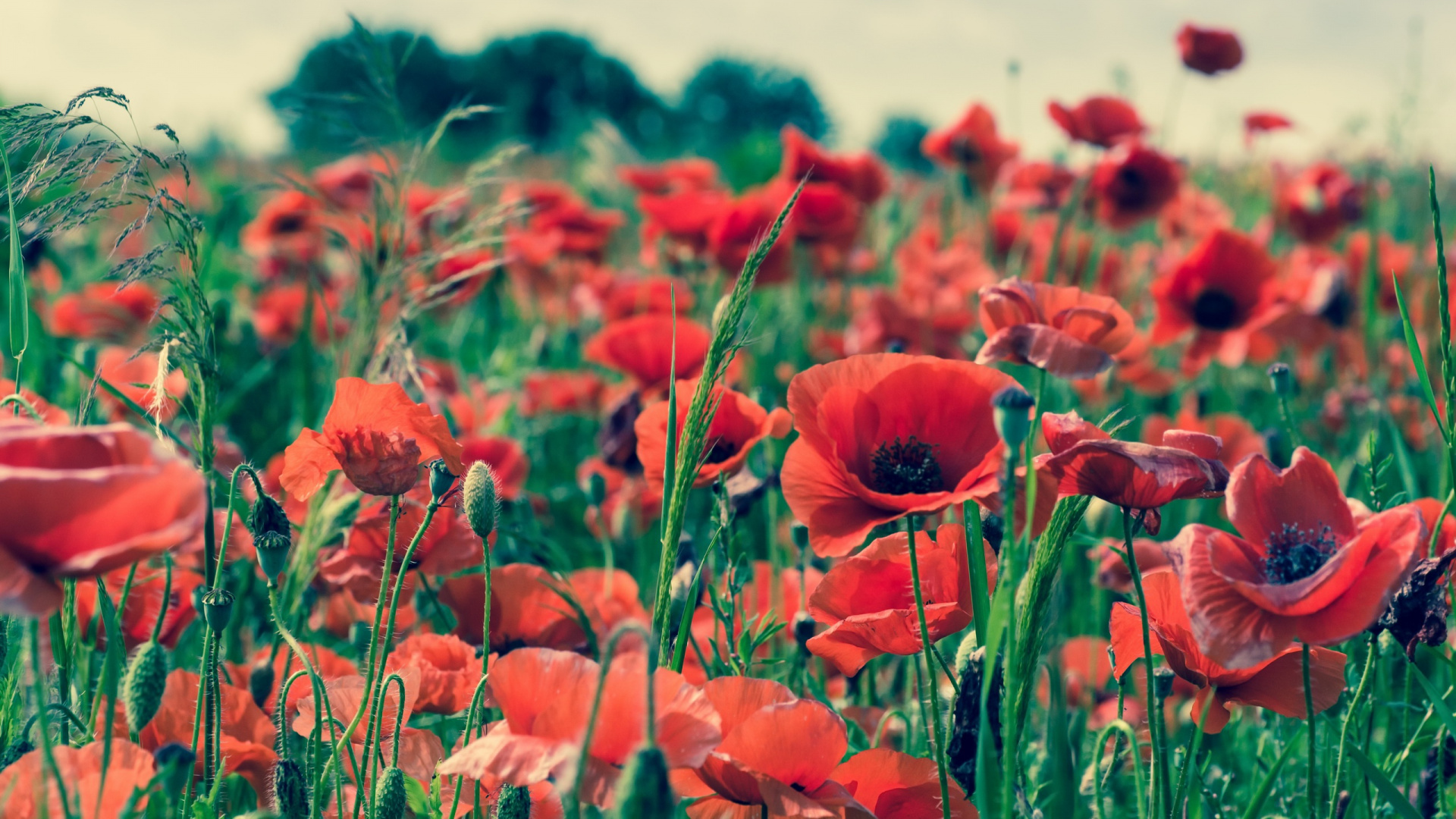 Обои цветок, красный цвет, коклико, поле, луг в разрешении 1920x1080