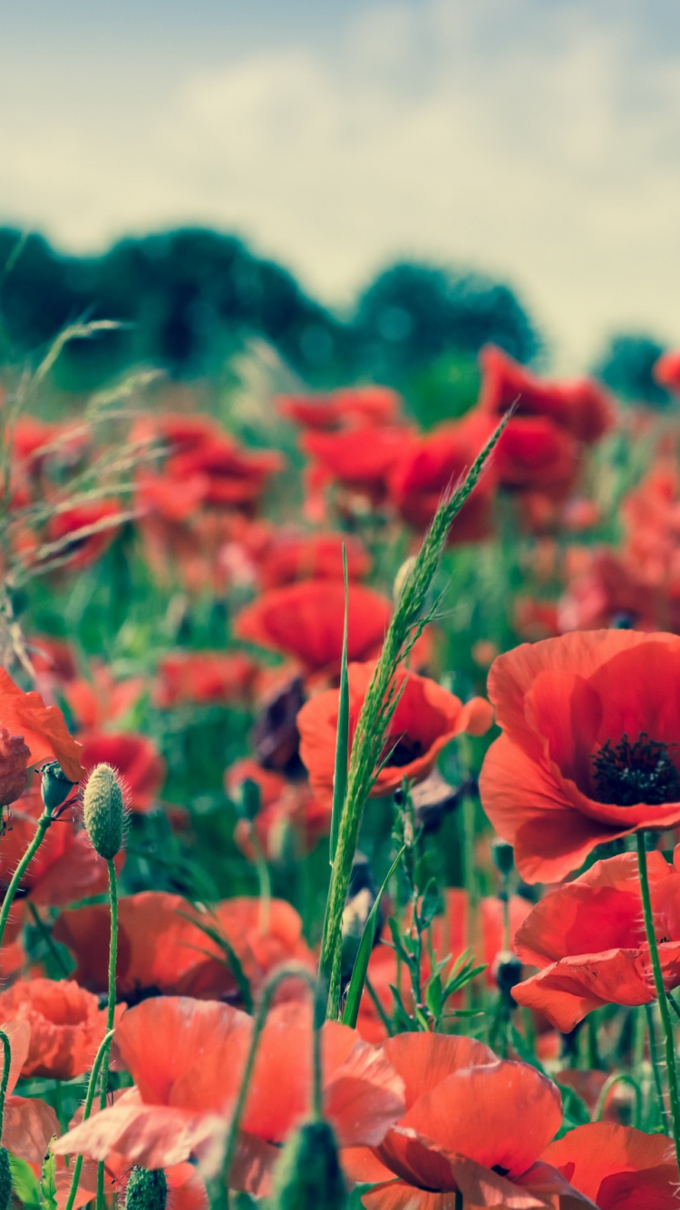 Обои цветок, красный цвет, коклико, поле, луг в разрешении 750x1334