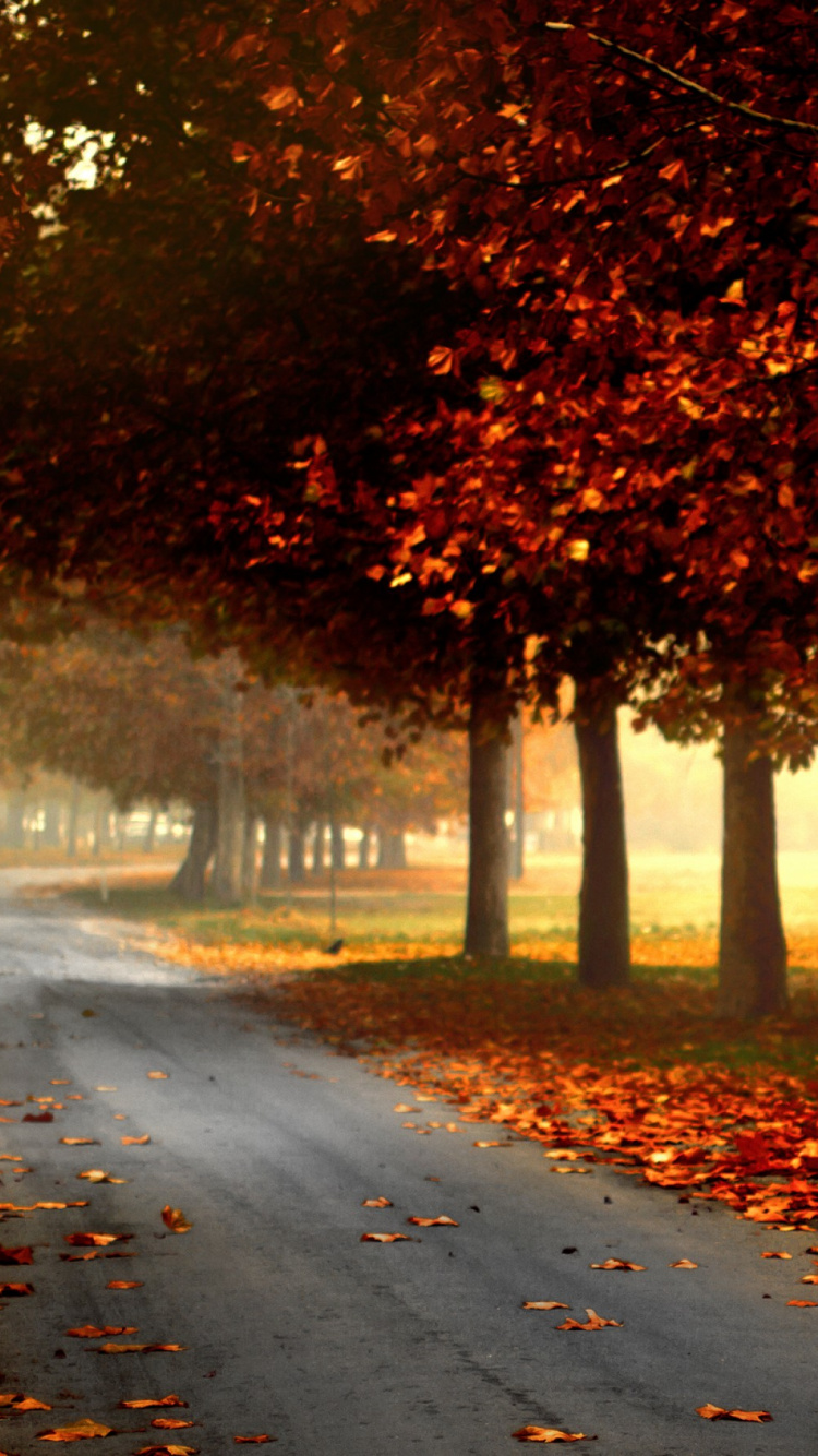 Обои дерево, лист, природа, осень, листопадные в разрешении 750x1334