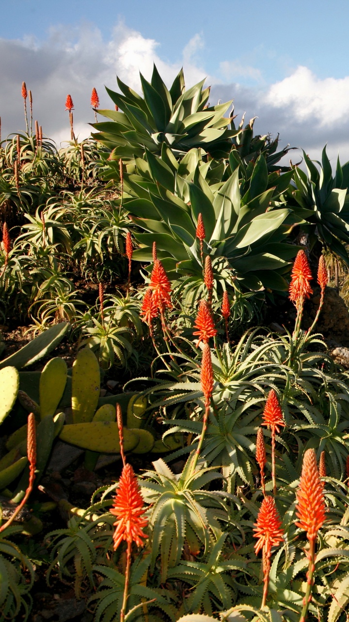 Обои гора, растительность, растение, дерево, озеро в разрешении 720x1280