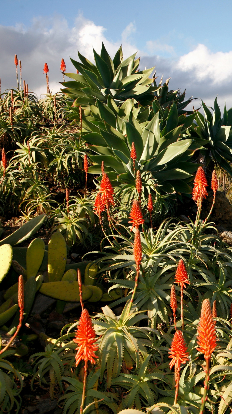 Обои гора, растительность, растение, дерево, озеро в разрешении 750x1334