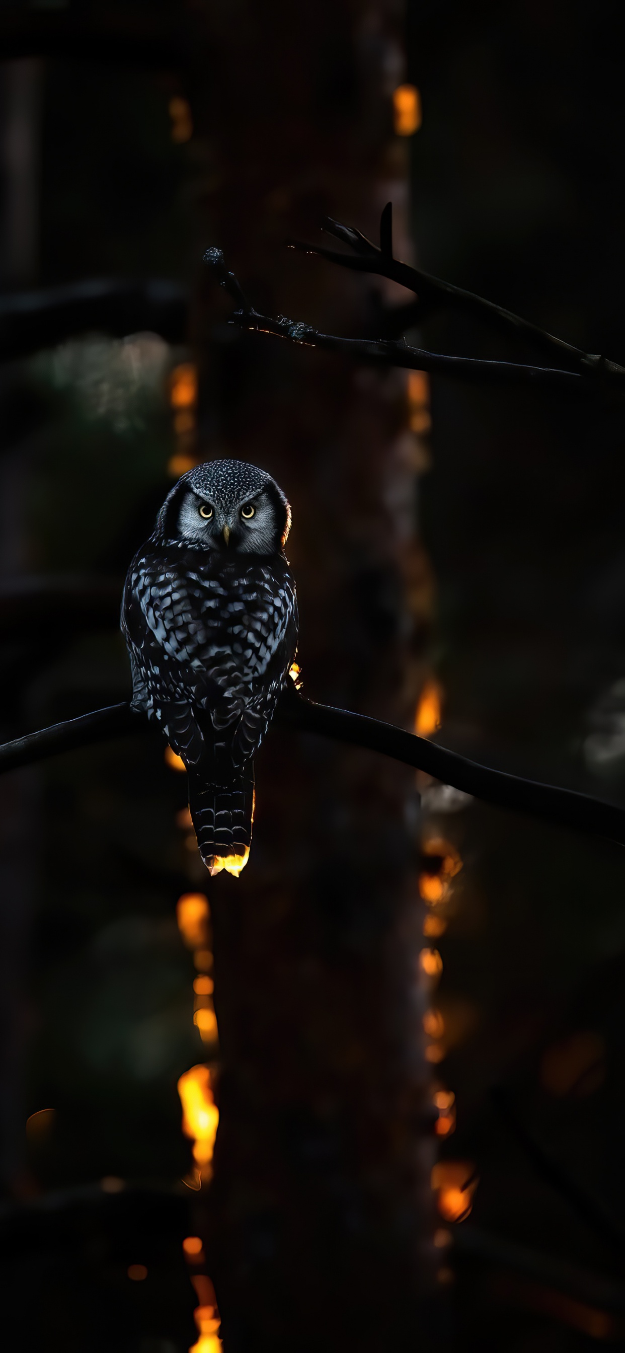 Обои темнота, свет, наука, физика, птица в разрешении 1242x2688