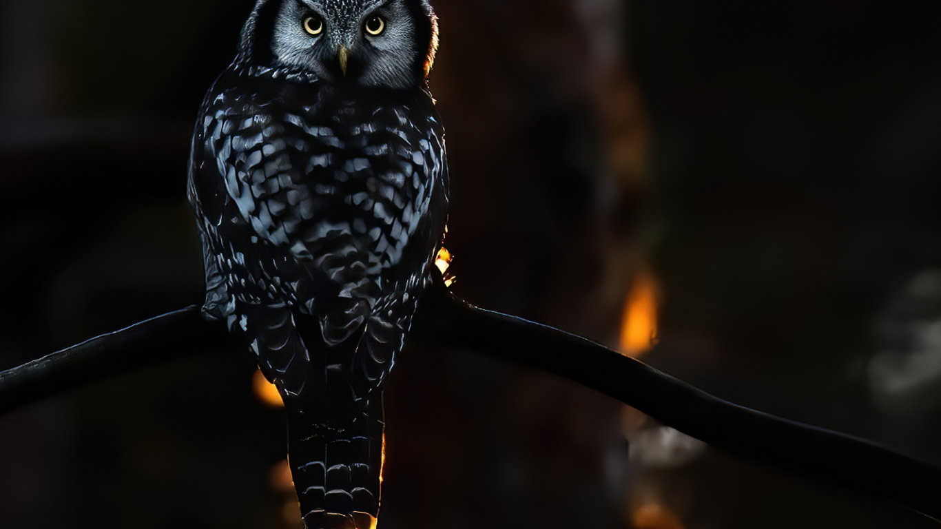 Обои темнота, свет, наука, физика, птица в разрешении 1366x768