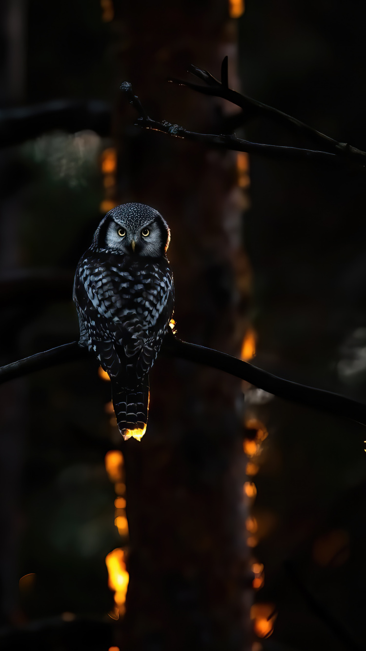 Обои темнота, свет, наука, физика, птица в разрешении 750x1334