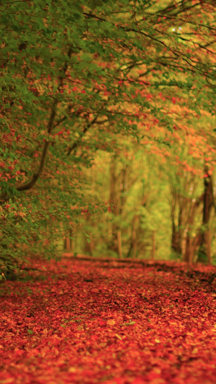 Обои осень, природа, лист, лес, лесистая местность в разрешении 720x1280