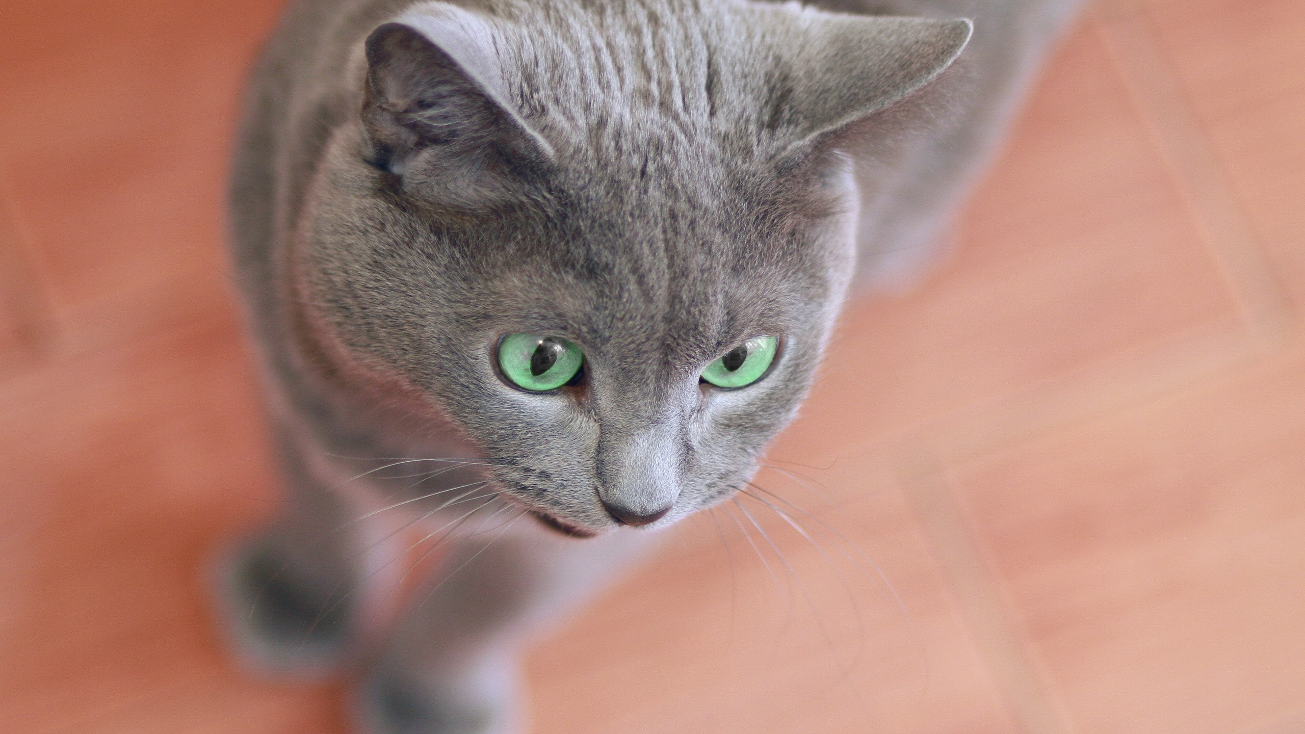 Обои британская короткошерстная, котенок, полосатый кот, корат, серый цвет в разрешении 2560x1440