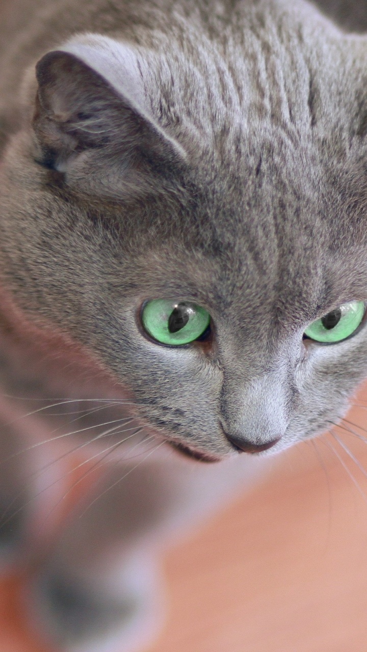 Обои британская короткошерстная, котенок, полосатый кот, корат, серый цвет в разрешении 720x1280