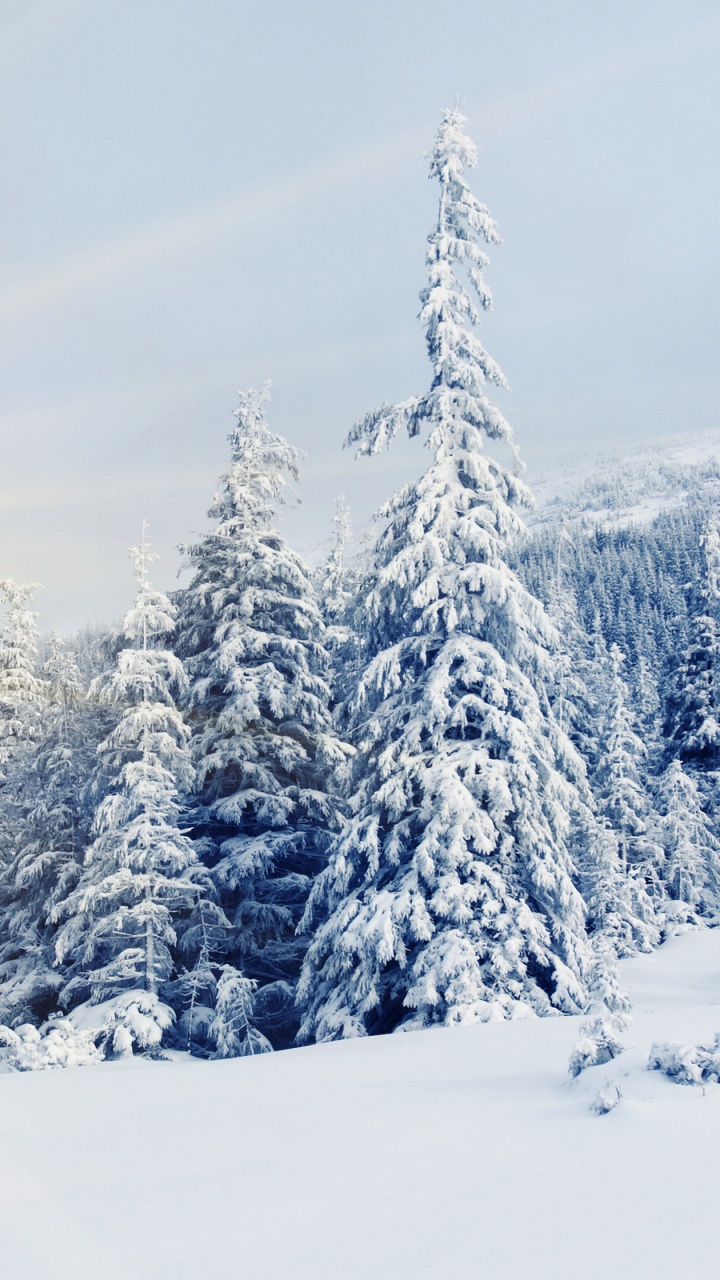 Обои зима, снег, дерево, мороз, замораживание в разрешении 720x1280