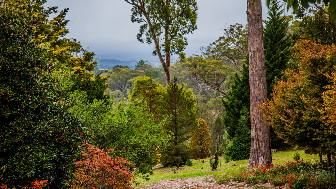 Обои природа, лес, растительность, дерево, природный ландшафт в разрешении 1366x768