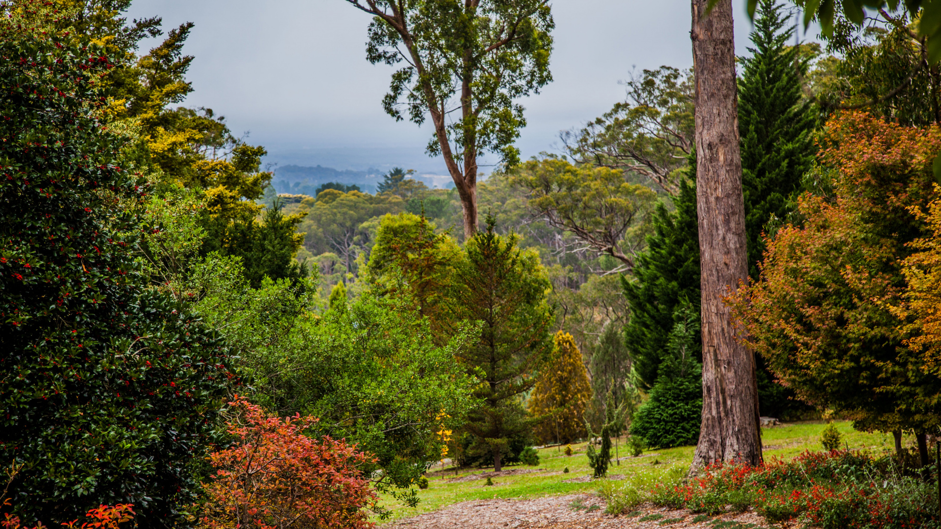 Обои природа, лес, растительность, дерево, природный ландшафт в разрешении 1920x1080