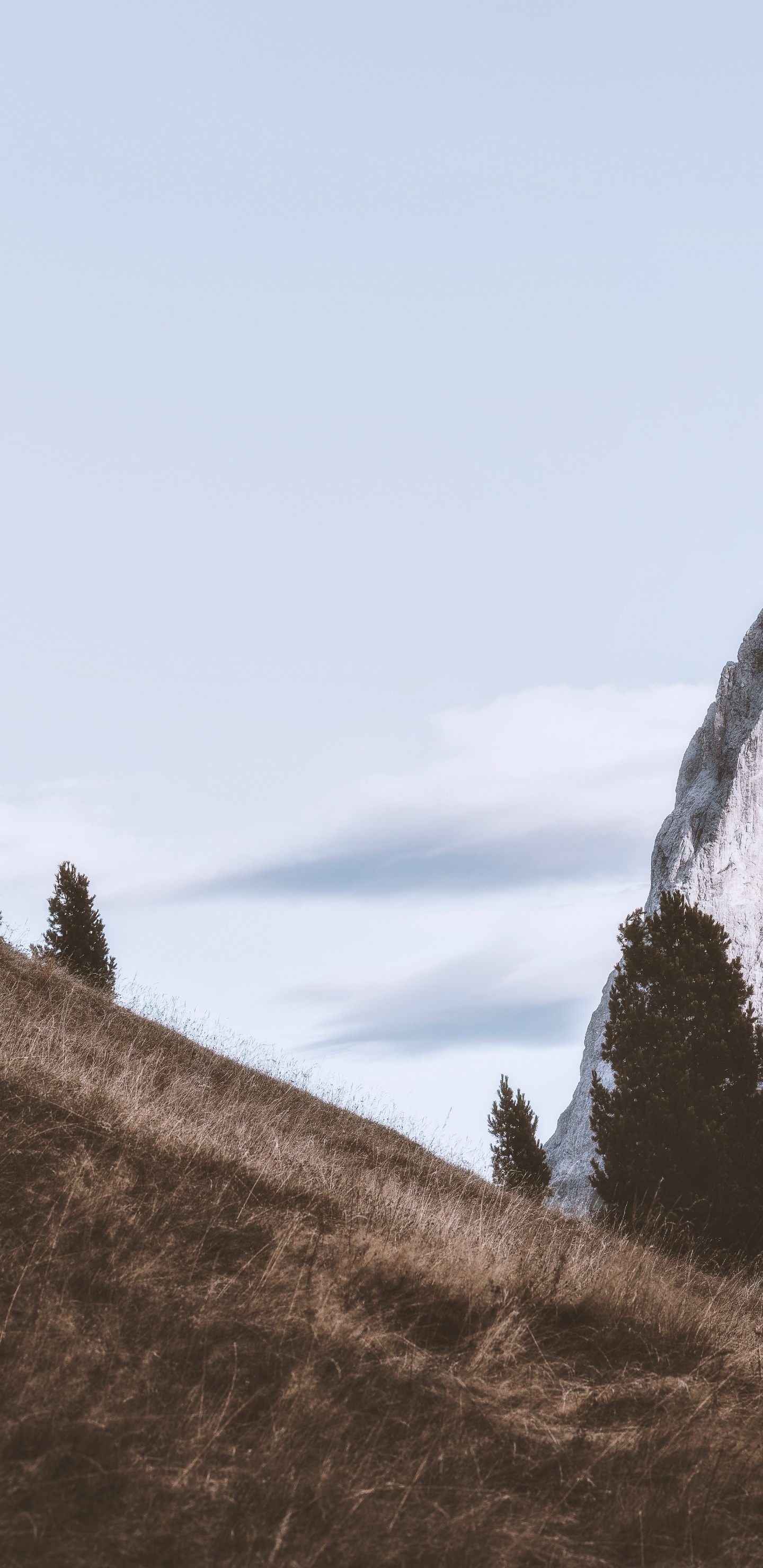 Обои гора, горный рельеф, дерево, холм, природный ландшафт в разрешении 1440x2960