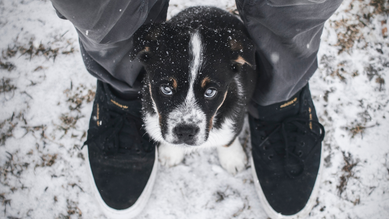 Обои пес, щенок, бордер колли, собака породы, Псовые в разрешении 1280x720