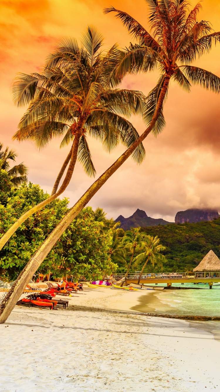 Обои природа, тропическая зона, отпуск, Карибский бассейн, Пальма в разрешении 750x1334