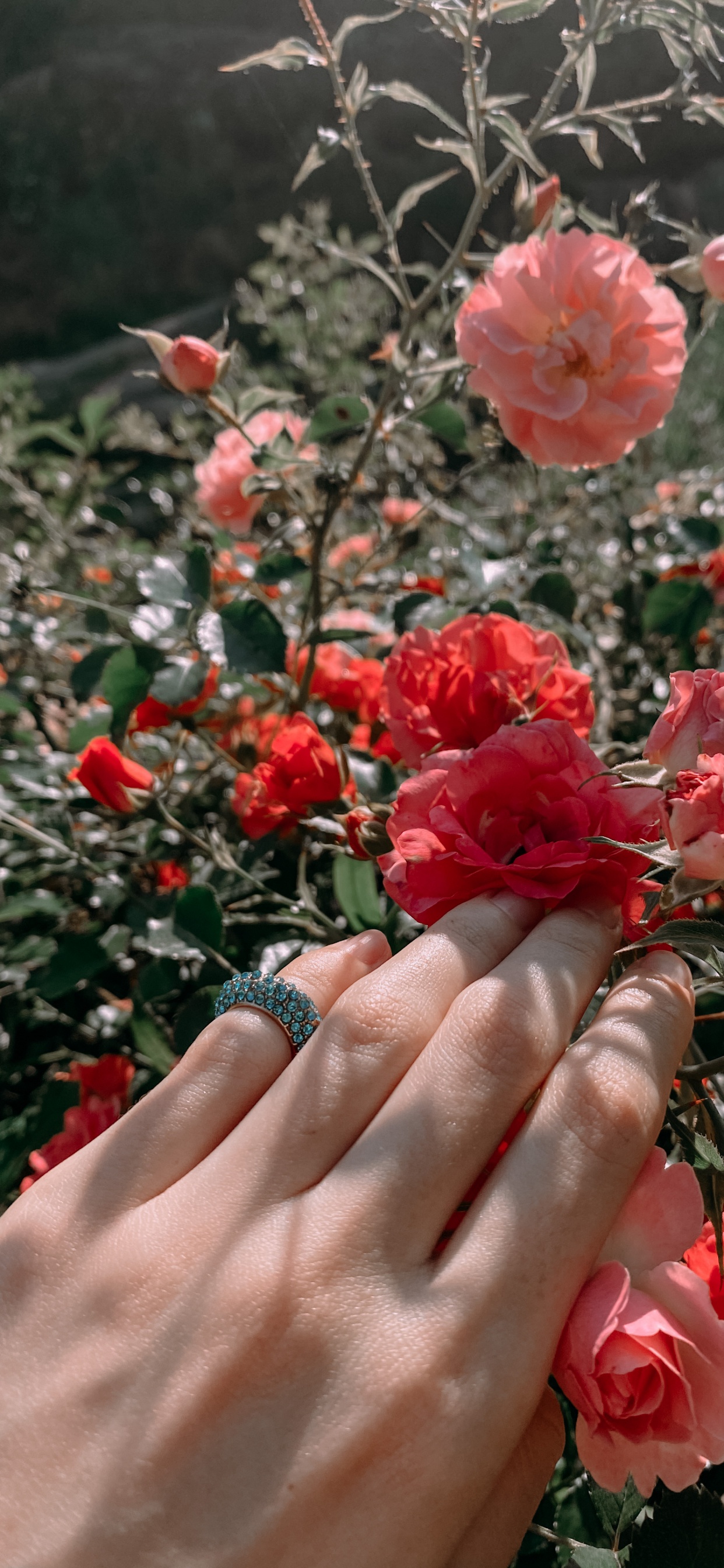 Обои сад роз, цветочный дизайн, Роза, срезанные цветы, семья Роуз в разрешении 1242x2688