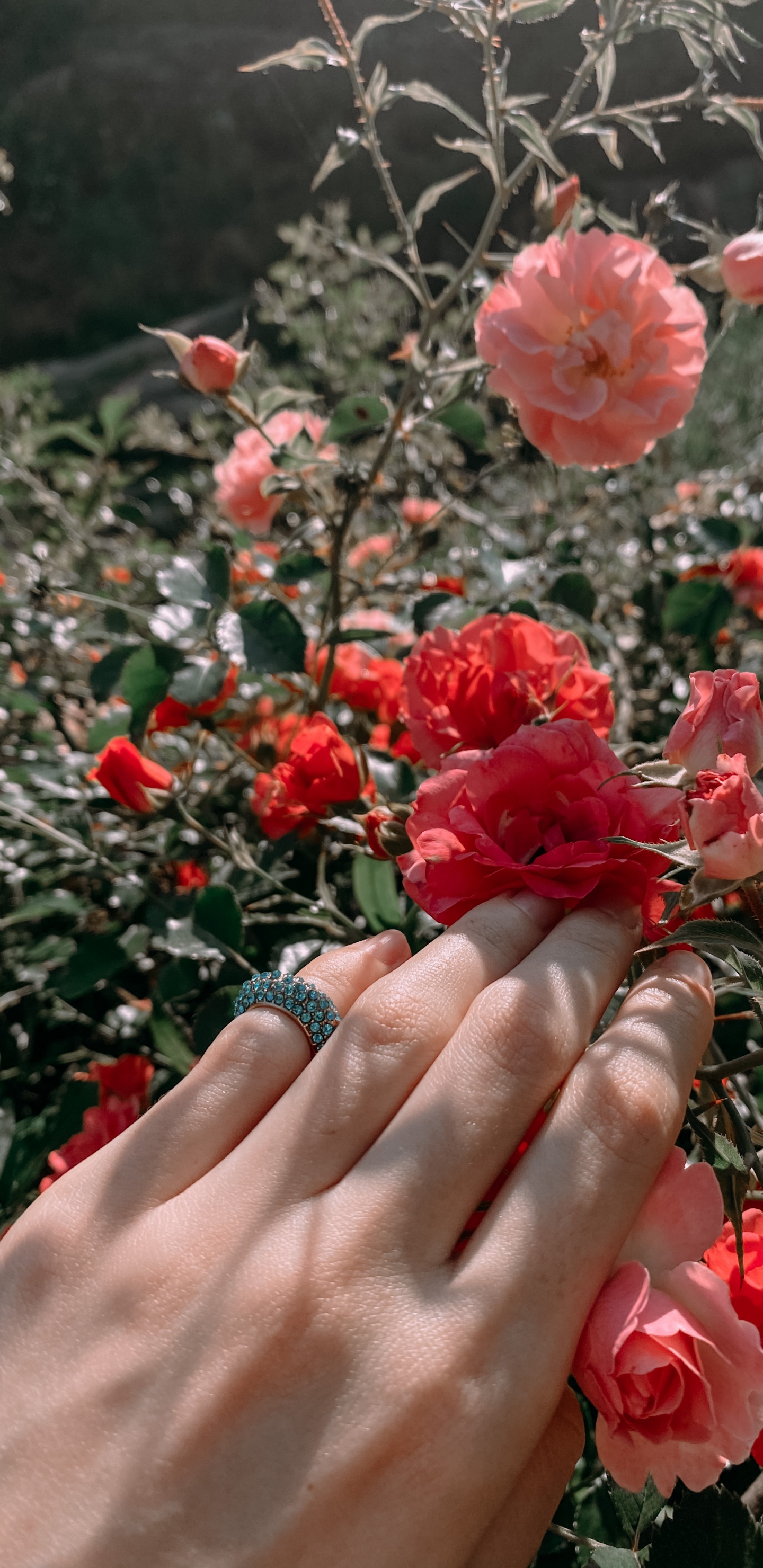 Обои сад роз, цветочный дизайн, Роза, срезанные цветы, семья Роуз в разрешении 1440x2960