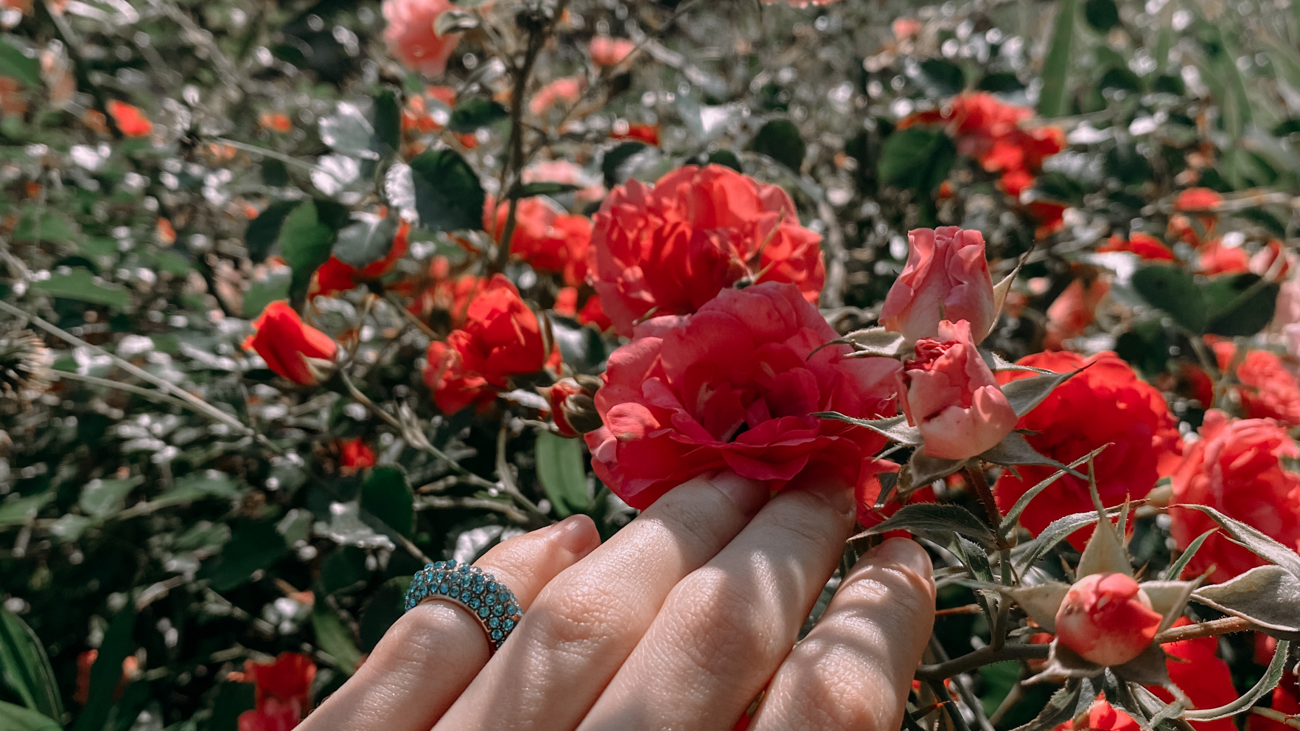 Обои сад роз, цветочный дизайн, Роза, срезанные цветы, семья Роуз в разрешении 2560x1440