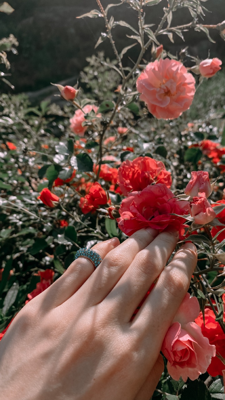 Обои сад роз, цветочный дизайн, Роза, срезанные цветы, семья Роуз в разрешении 720x1280