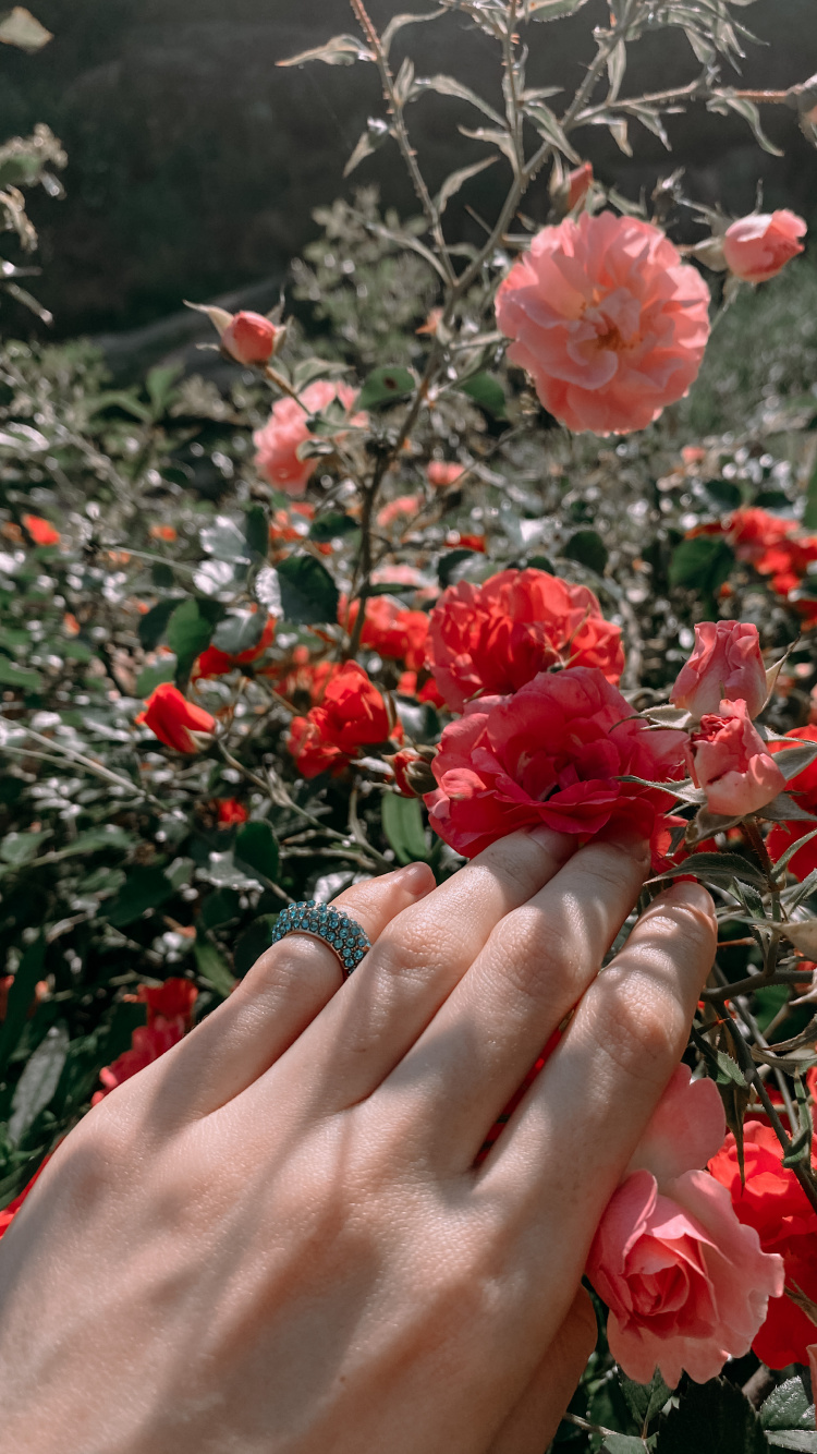 Обои сад роз, цветочный дизайн, Роза, срезанные цветы, семья Роуз в разрешении 750x1334