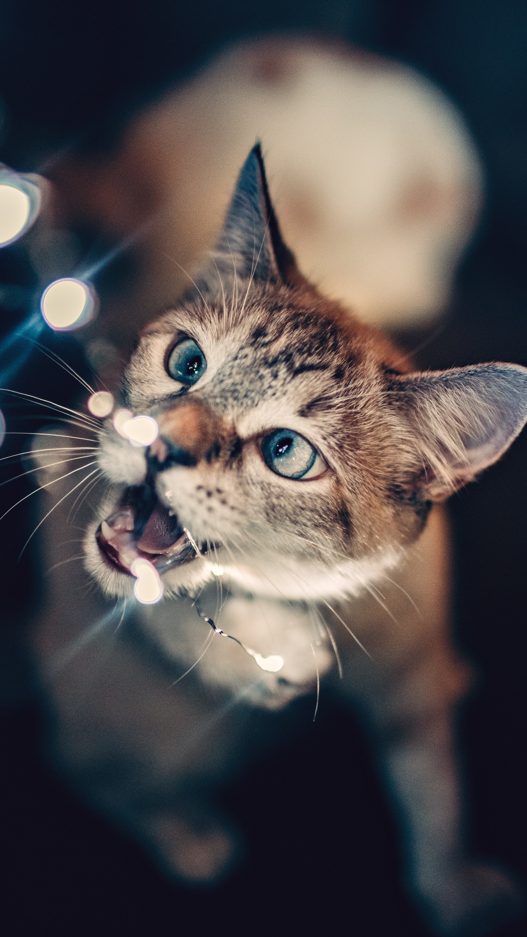 Обои котенок, черная кошка, кот, бакенбарды, кошачьих в разрешении 1080x1920