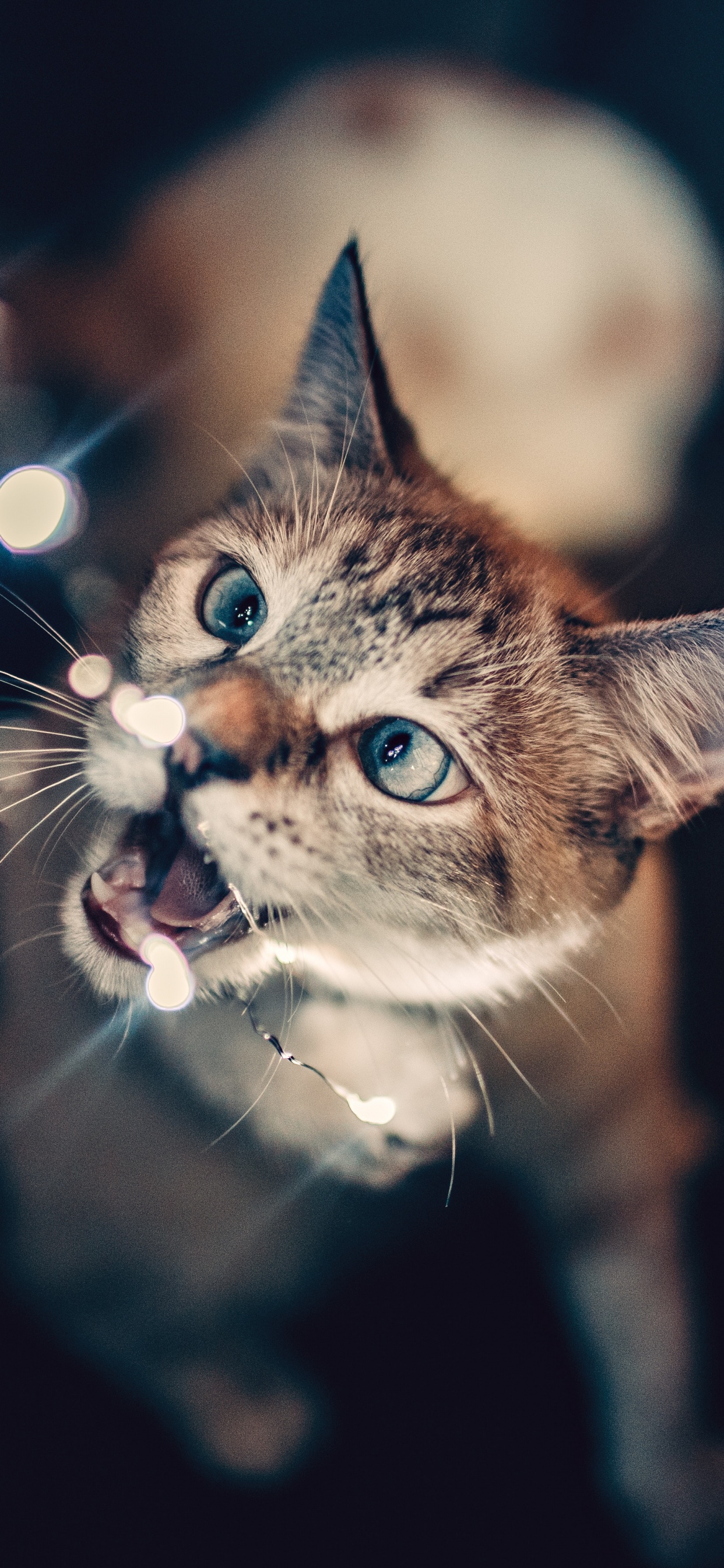 Обои котенок, черная кошка, кот, бакенбарды, кошачьих в разрешении 1242x2688