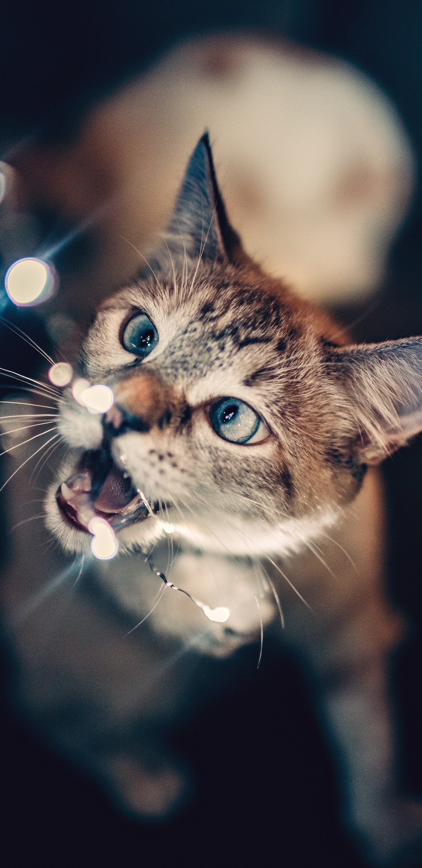 Обои котенок, черная кошка, кот, бакенбарды, кошачьих в разрешении 1440x2960