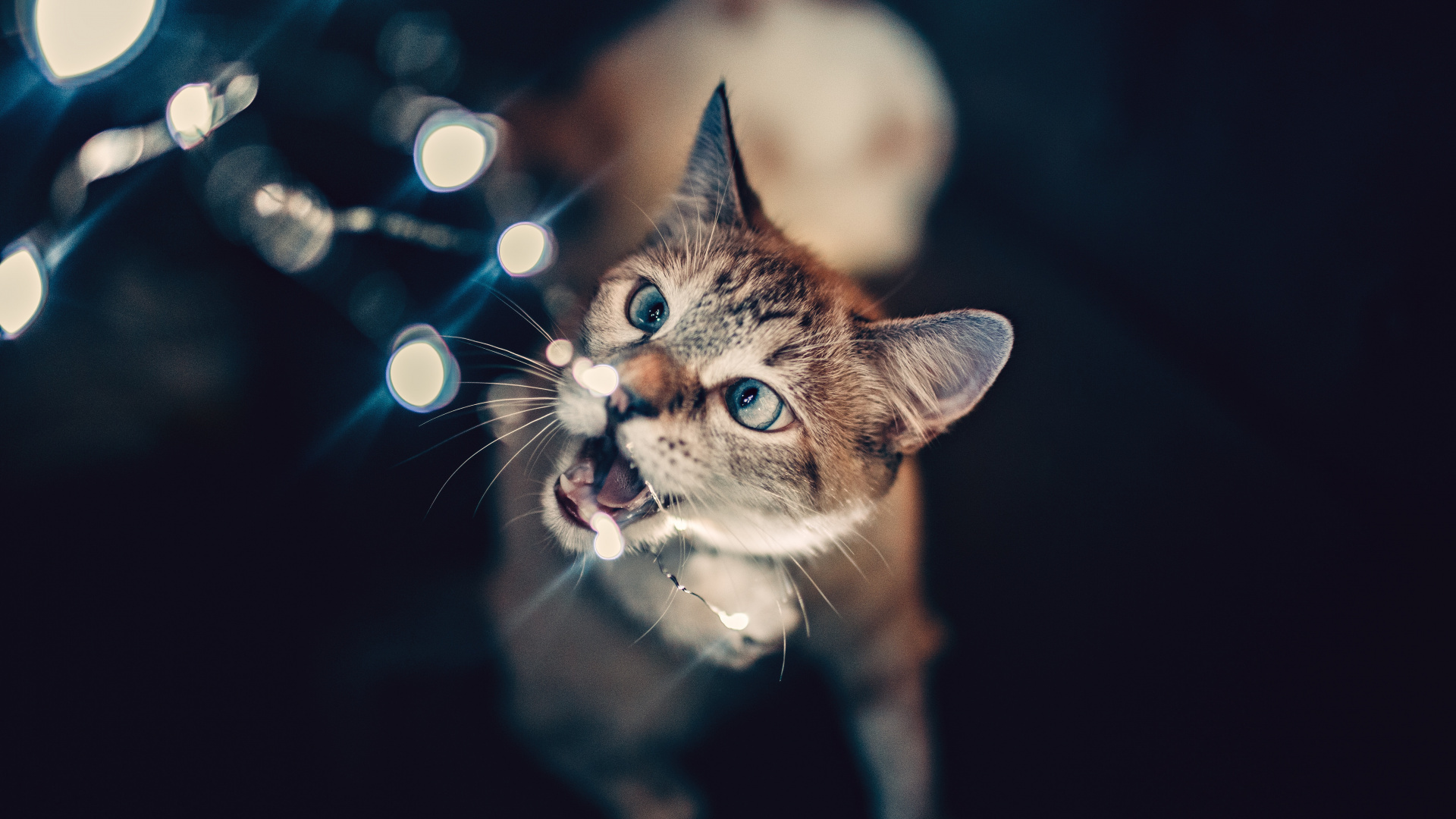 Обои котенок, черная кошка, кот, бакенбарды, кошачьих в разрешении 1920x1080