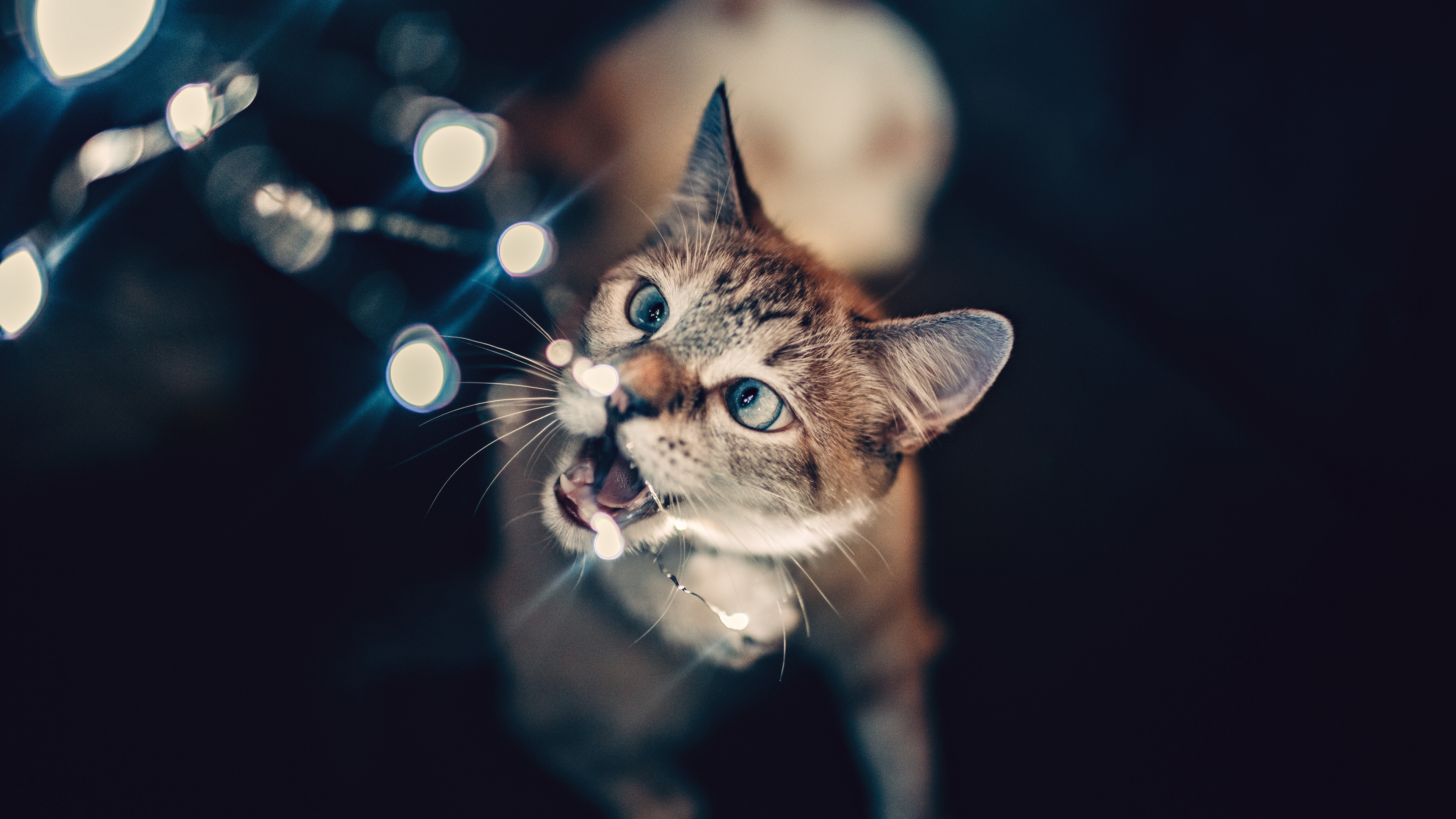 Обои котенок, черная кошка, кот, бакенбарды, кошачьих в разрешении 3840x2160