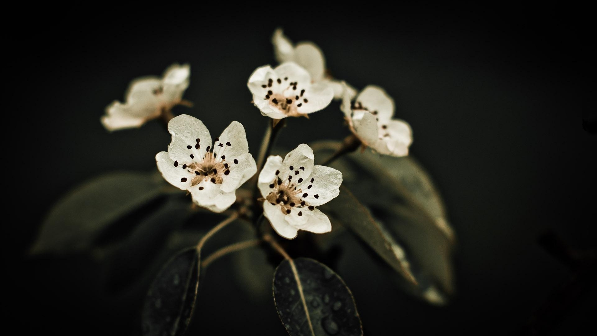 Обои белые, растение, лепесток, расцвет, белый в разрешении 1920x1080