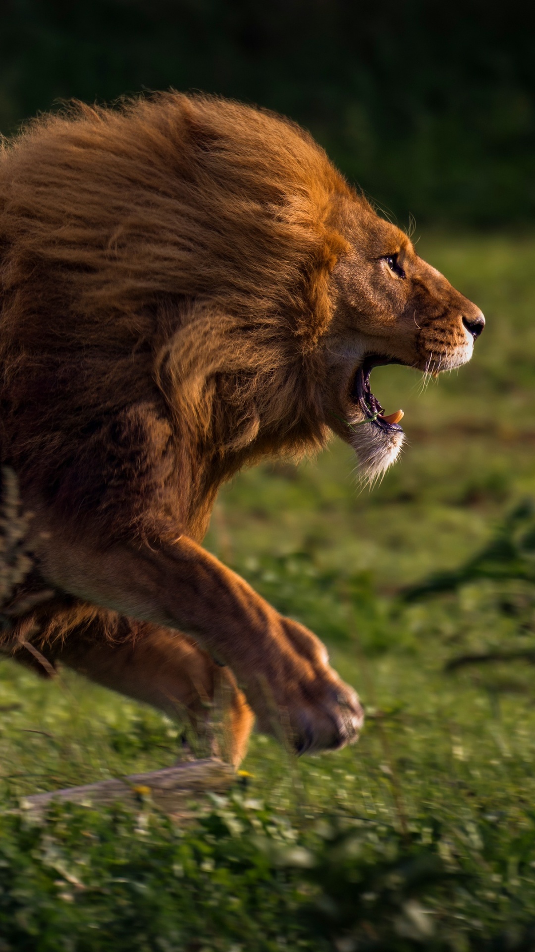 Обои Лев, кошачьих, большая кошка, кот, живая природа в разрешении 1080x1920