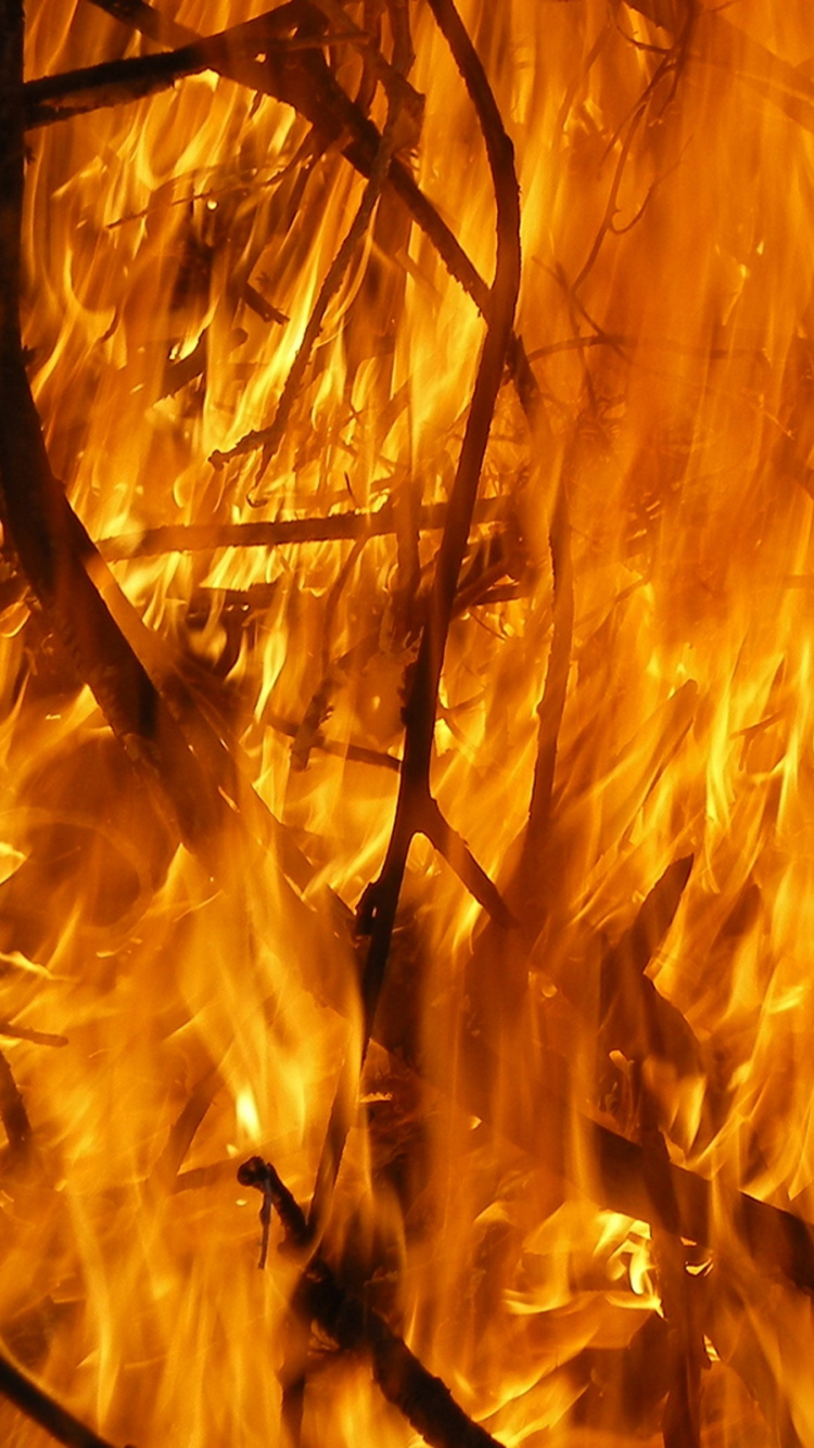 Обои пламя, огонь, пожар, ветвь, древесина в разрешении 750x1334